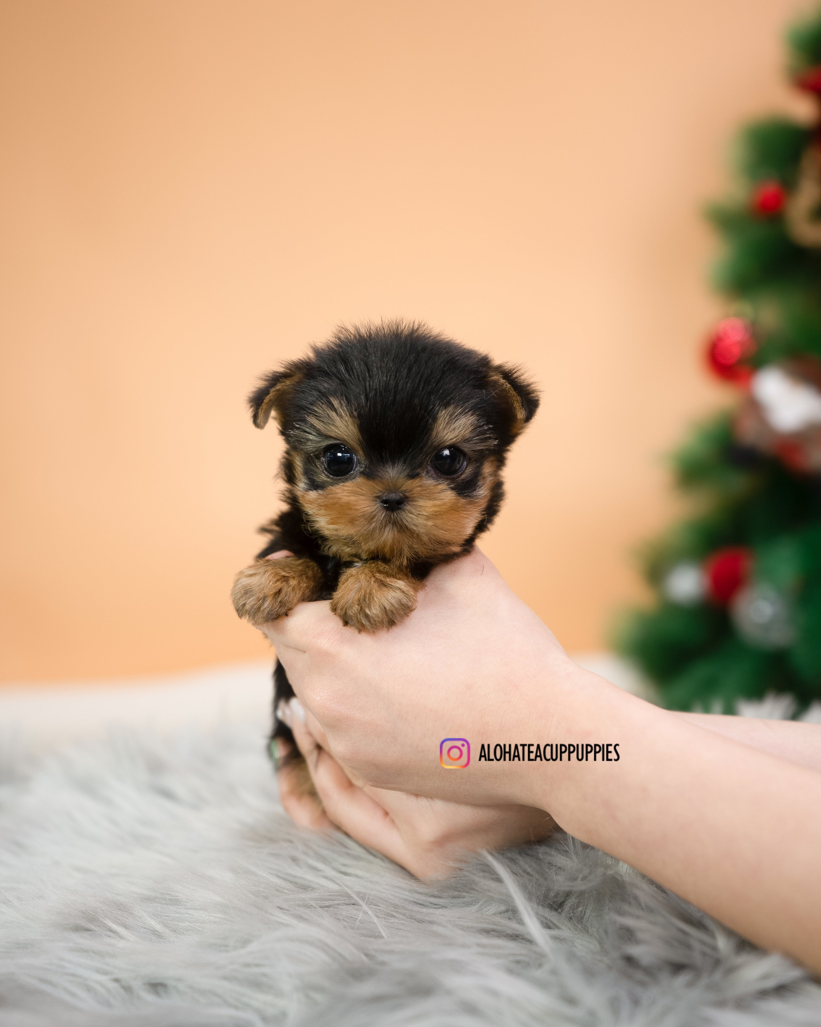 Mateo [TEACUP YORKIE]