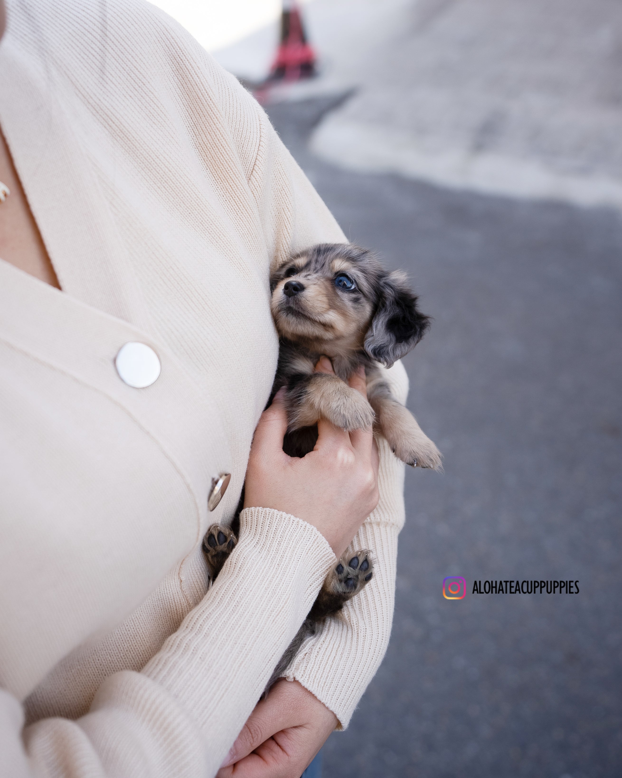 Blair [TEACUP DACHSHUND]