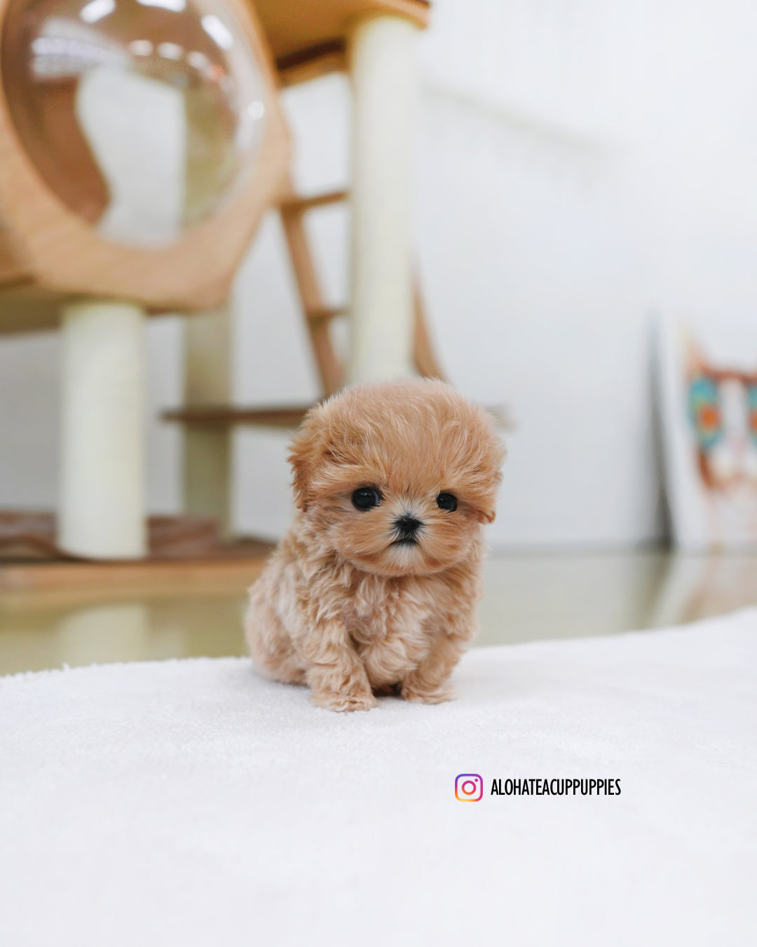 Orin [TEACUP MALTIPOO]