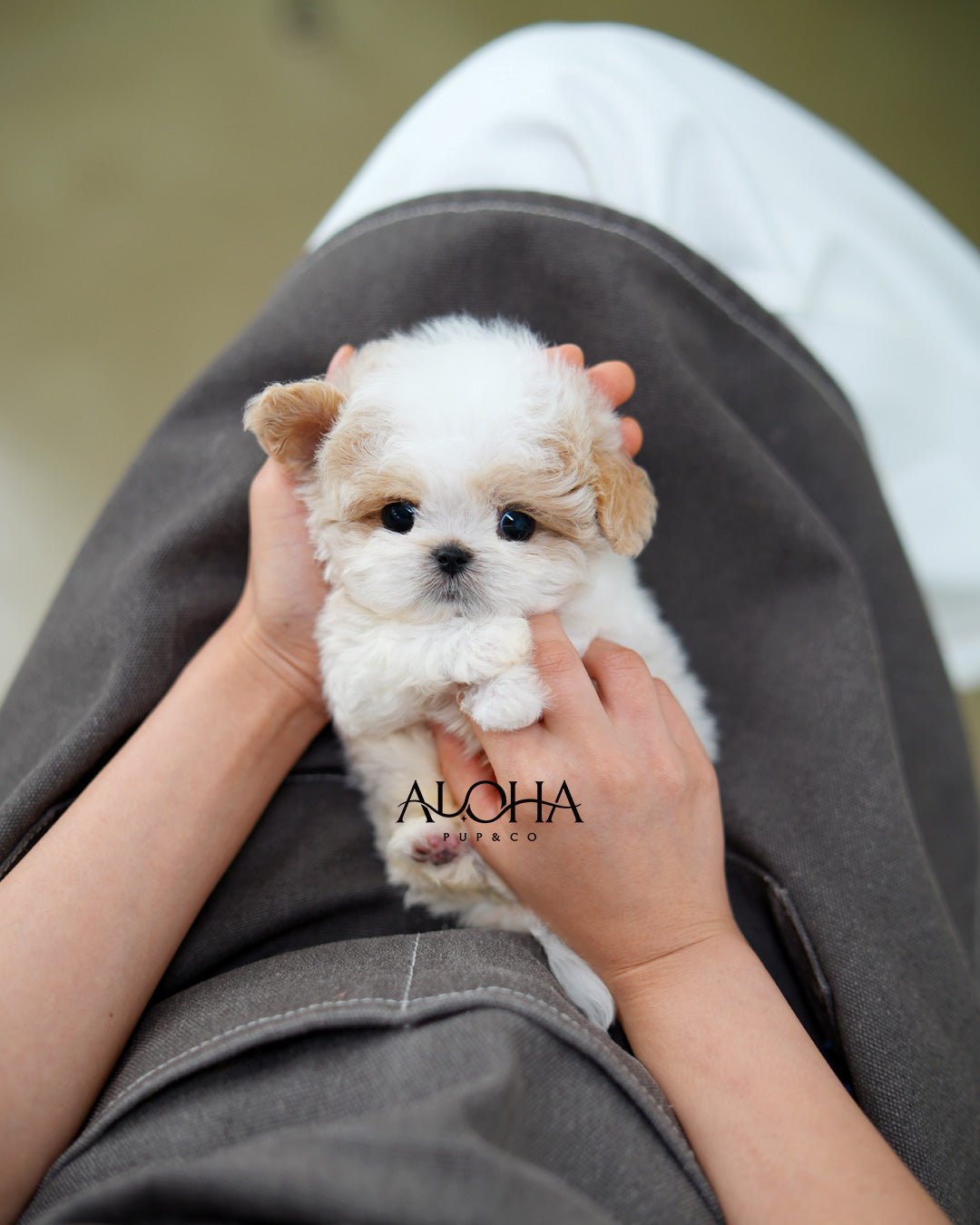 Timmy [TEACUP MALTIPOO]