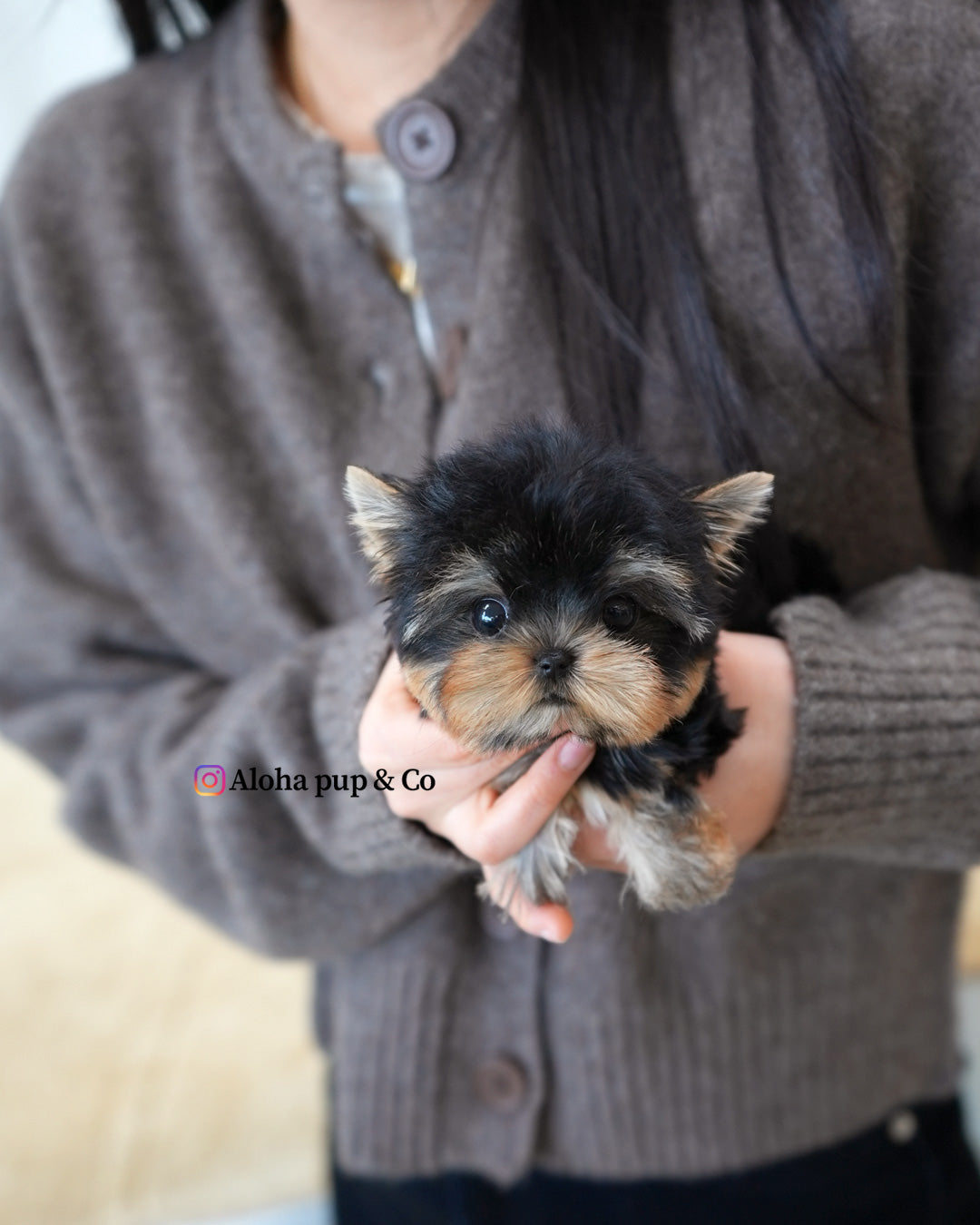 Ava [Teacup YORKIE]