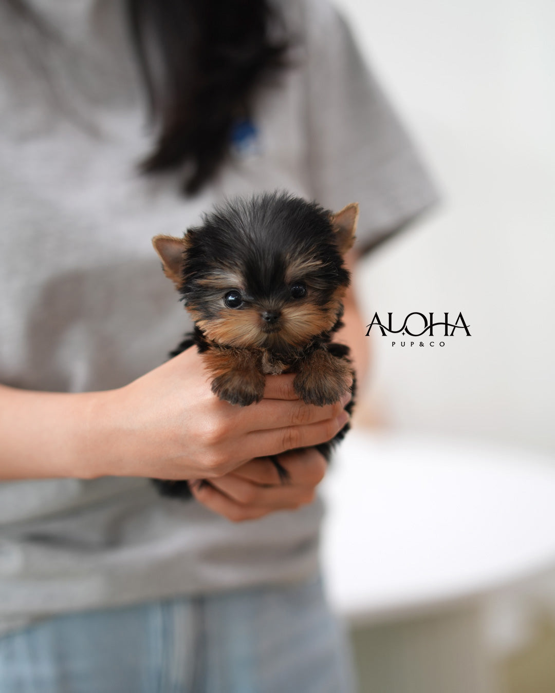 Ken [Teacup Yorkie]