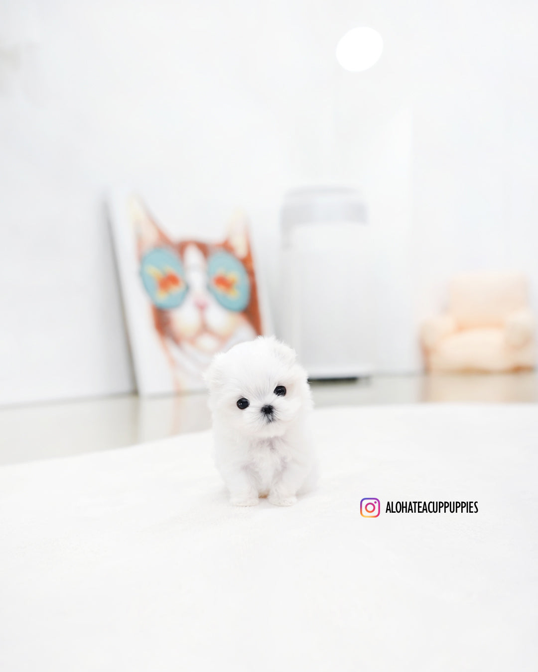 Eli [TEACUP MALTESE]