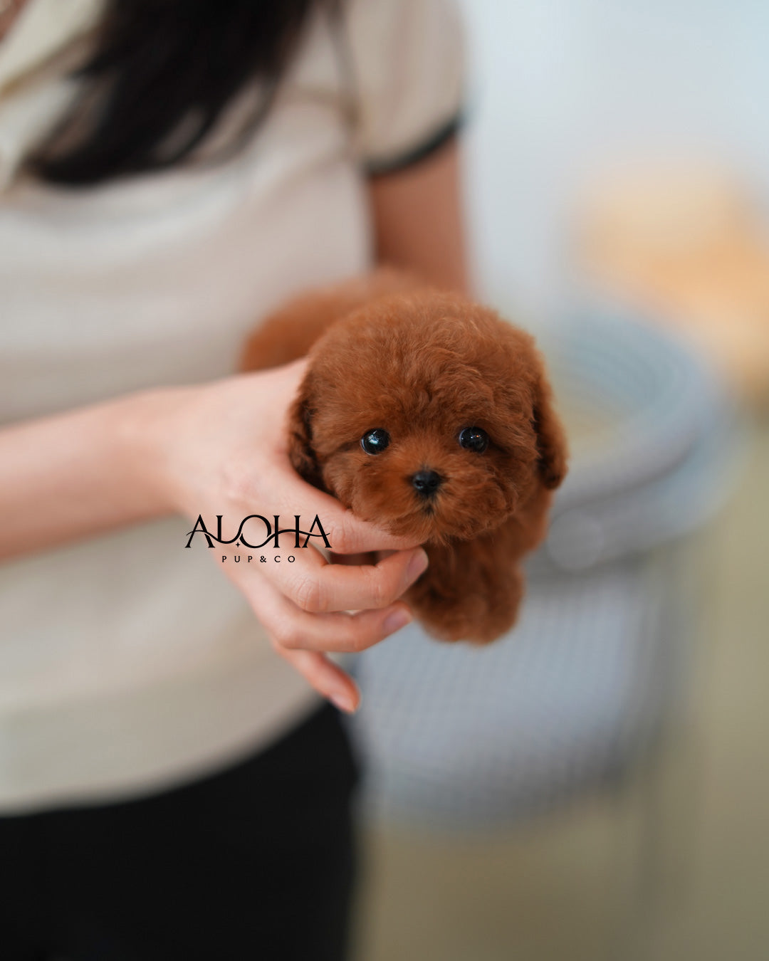 Jerry [TEACUP POODLE]