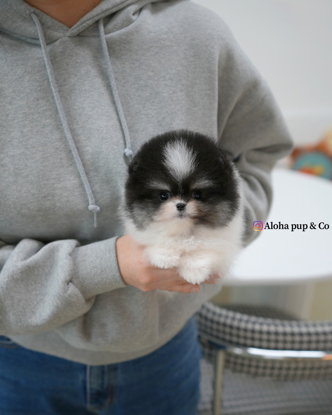 Oreo [POMERANIA TAZA DE TÉ]
