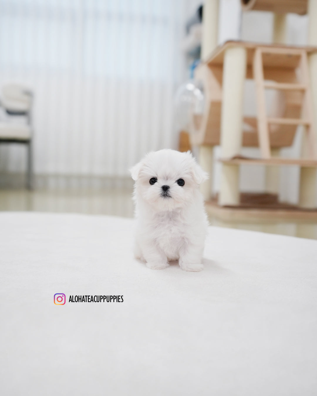 Roa [TEACUP MALTESE]