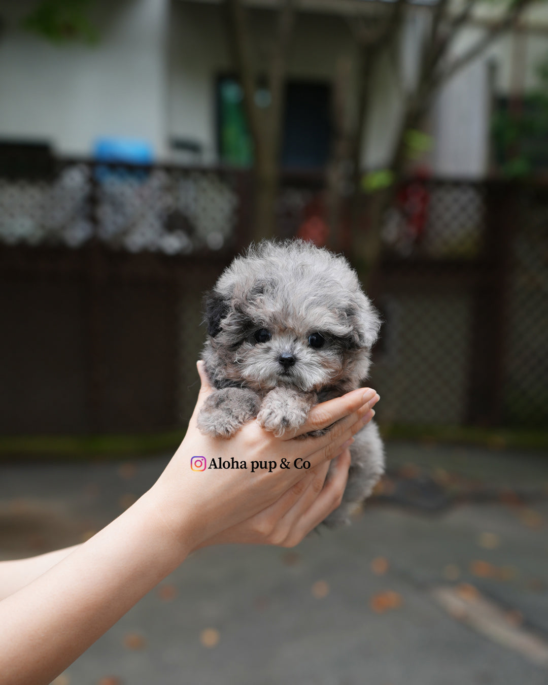 Ollie [TEACUP POODLE]