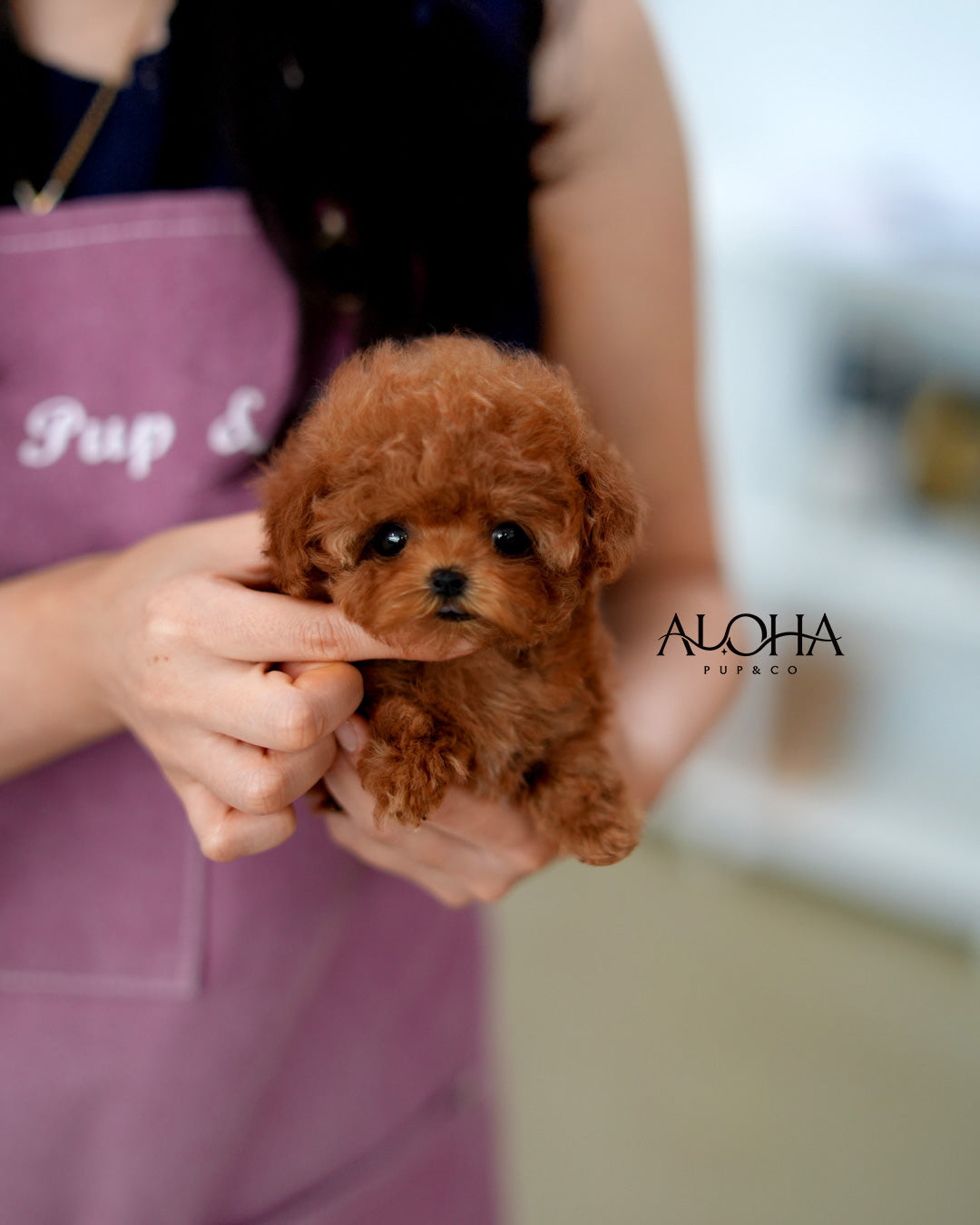 Suzy [TEACUP POODLE]