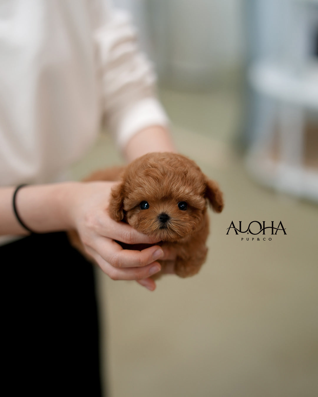 Etro [TEACUP MALTIPOO]