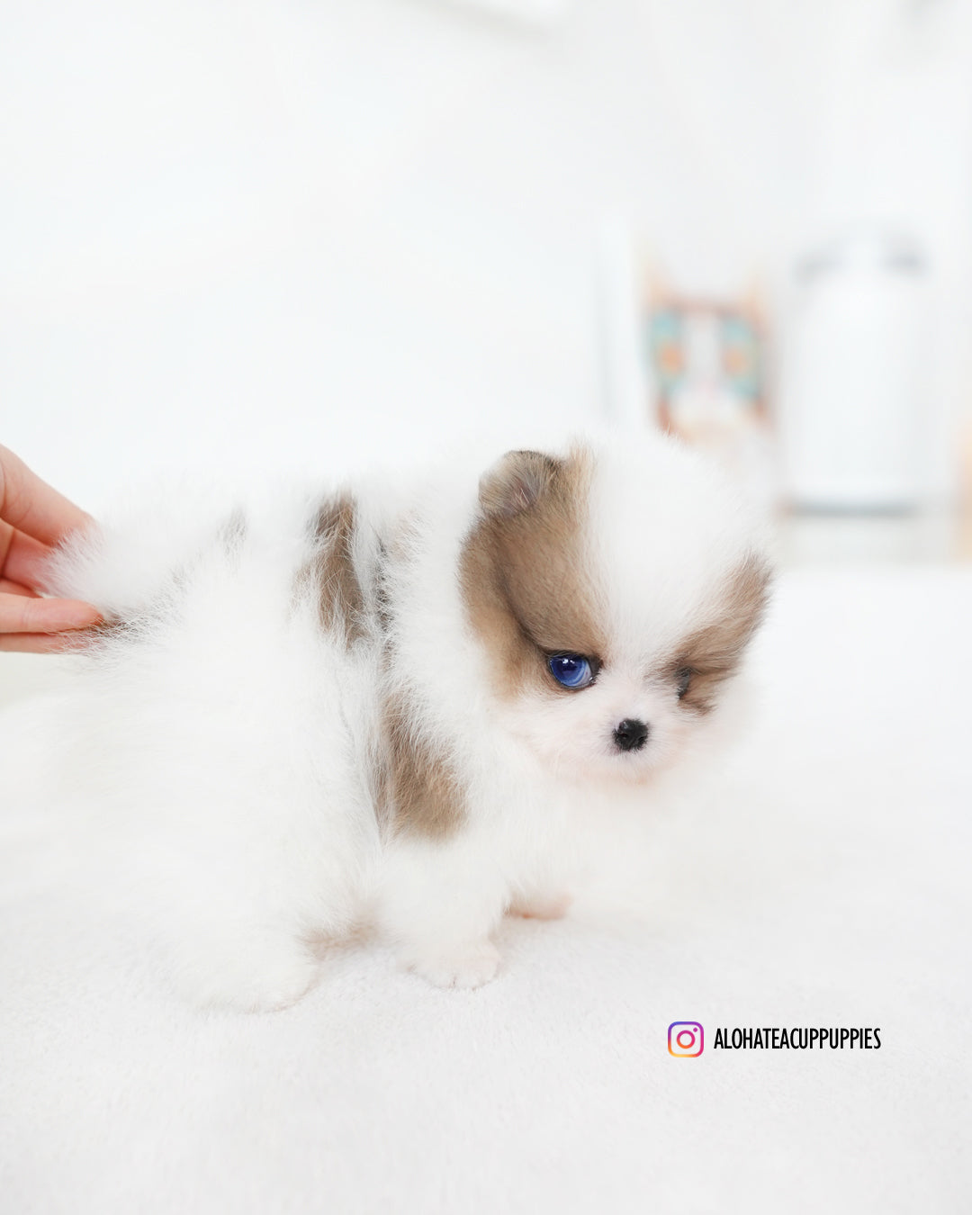 小狗海员 [茶杯博美犬]