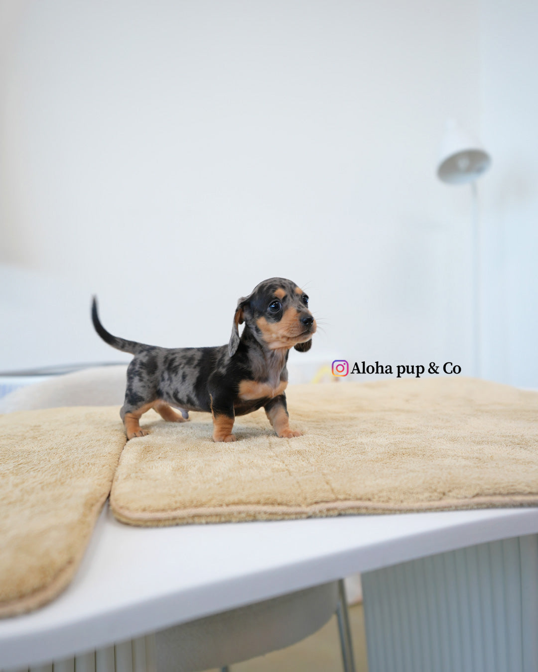 Zach [Mini Dachshund]