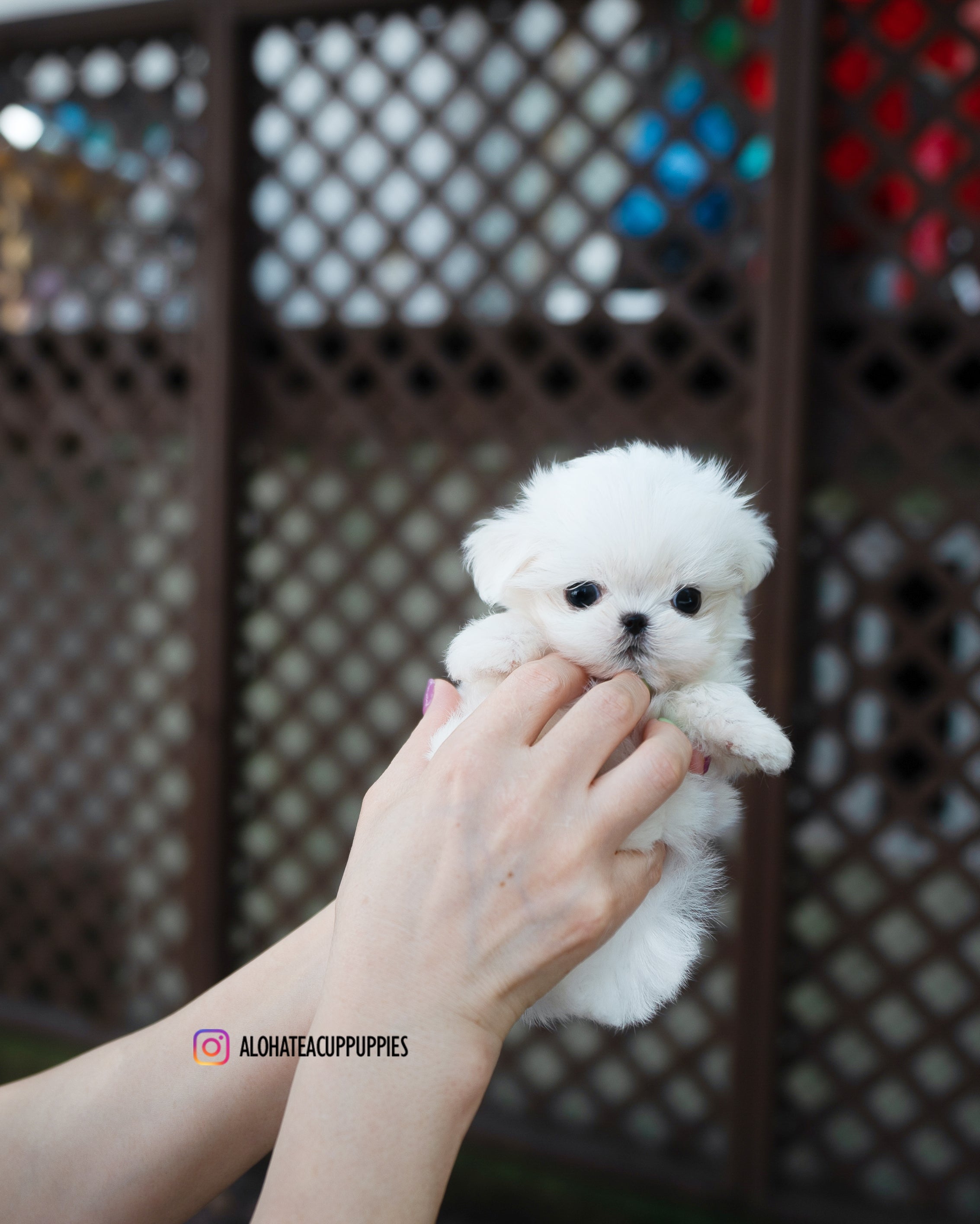 Hanna [TEACUP MALTESE]