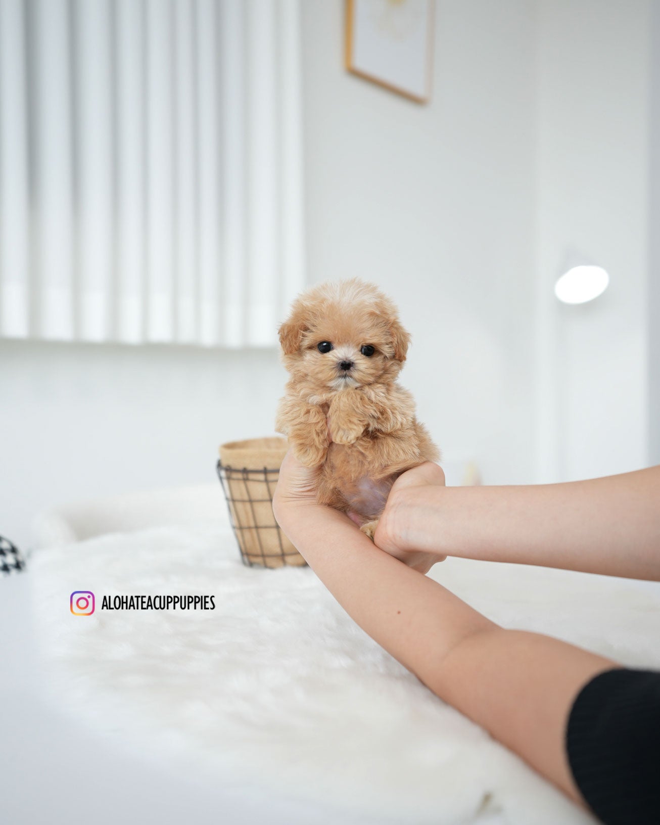 Bambi [TEACUP MALTIPOO]