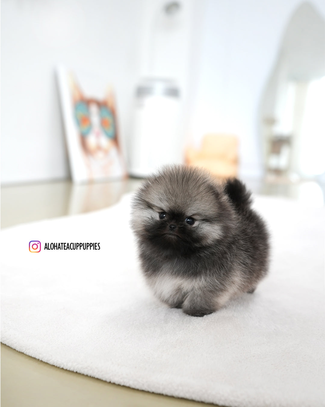 西奥 [茶杯博美犬]