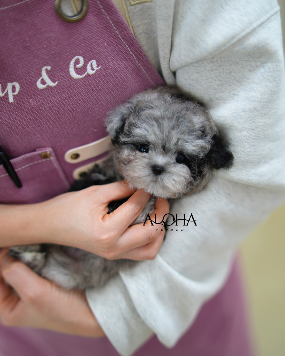 Ash [Mini POODLE]