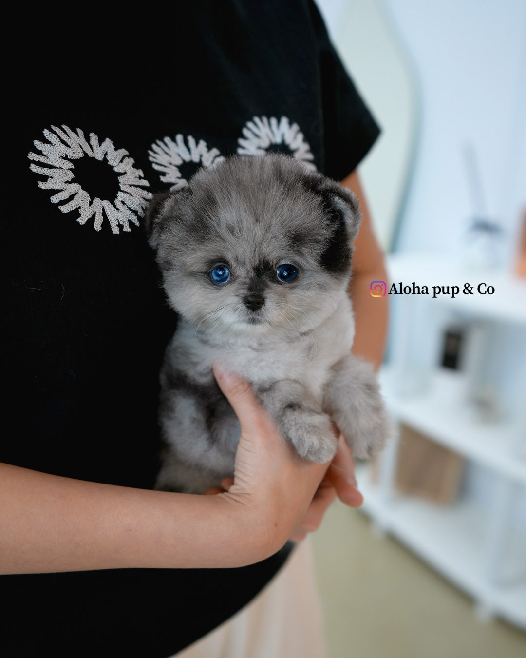 Lujo [POMERANIA TAZA DE TÉ]
