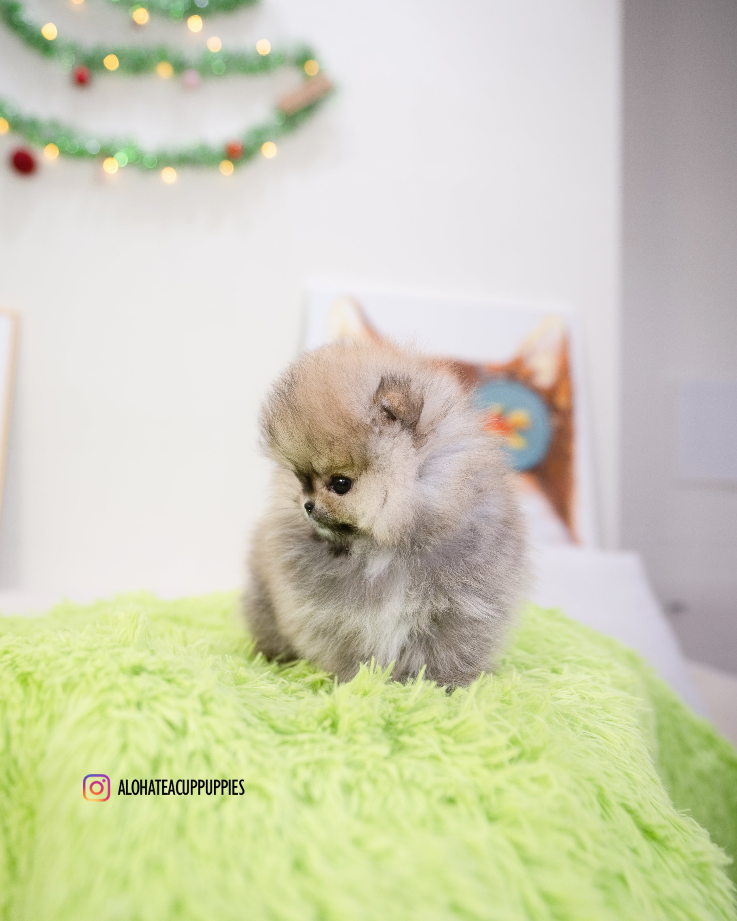 Enzo [POMERANIA TAZA DE TÉ]