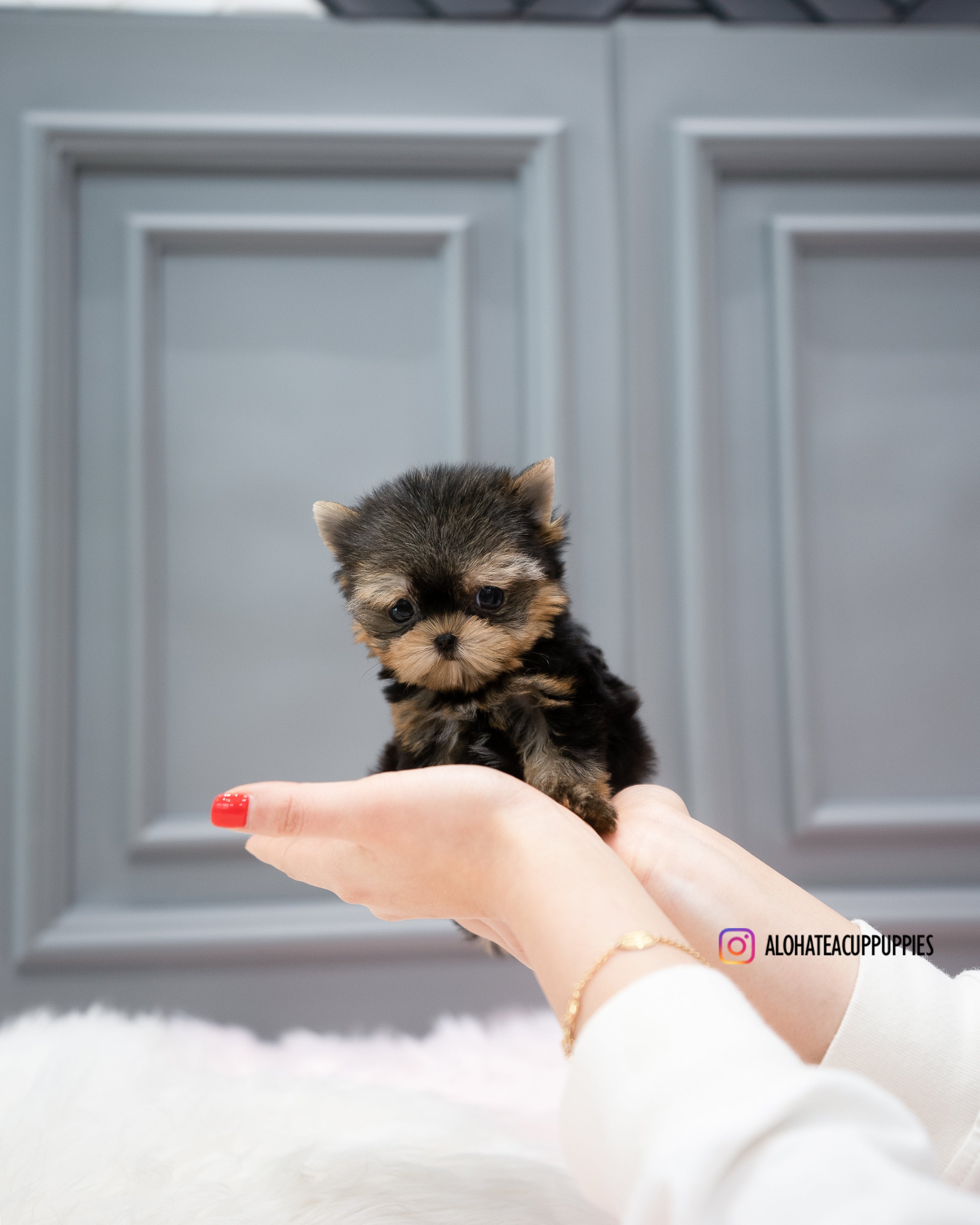 Cherry [TEACUP YORKIE]