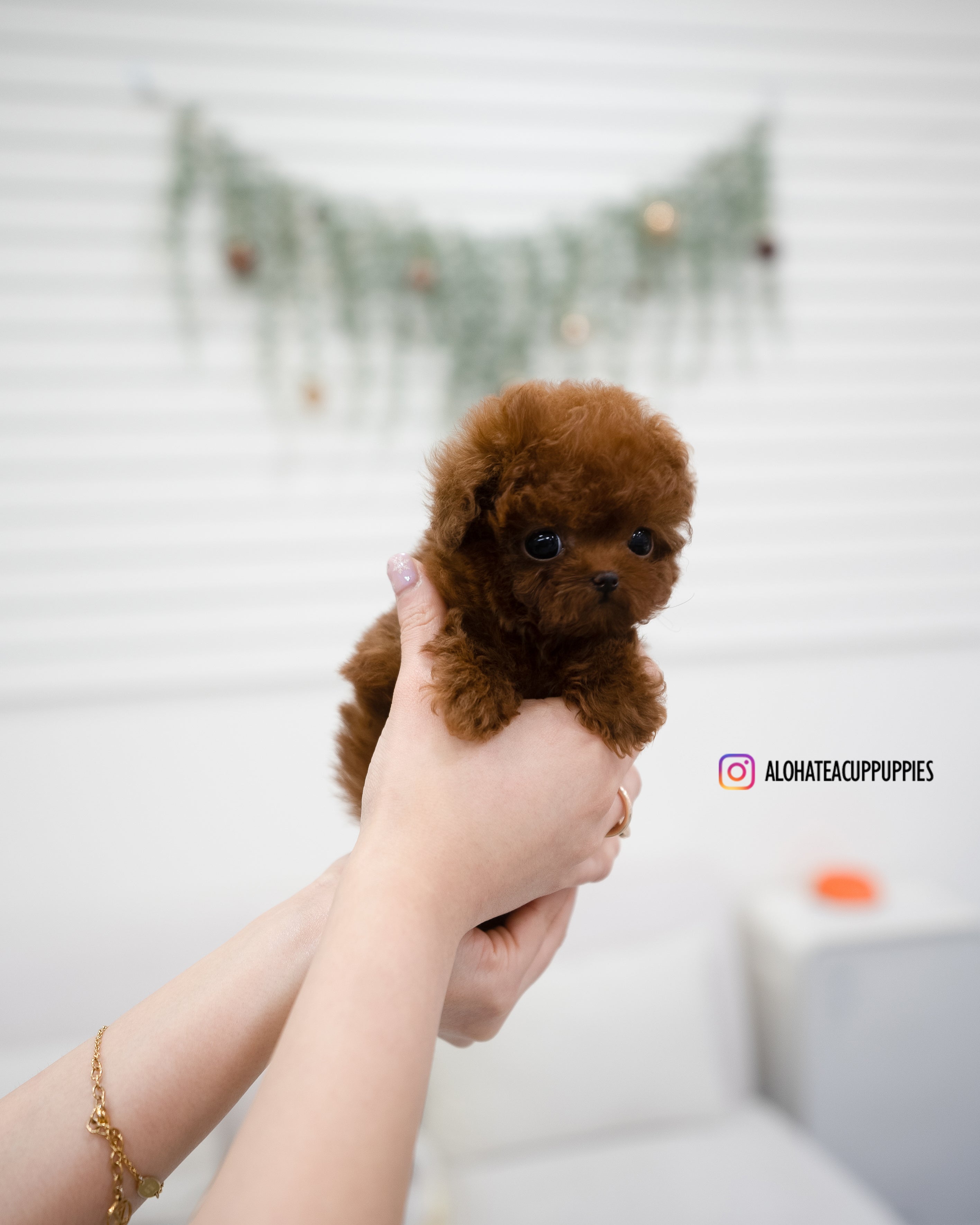 Aria [Tiny POODLE]