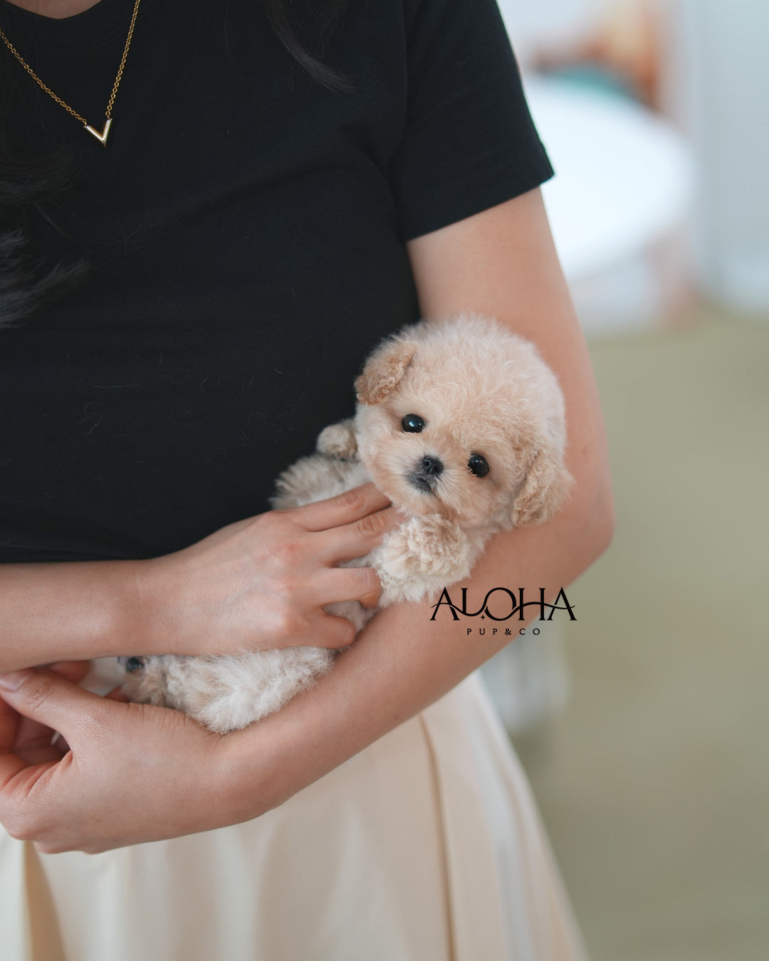 Sara [TEACUP MALTIPOO]