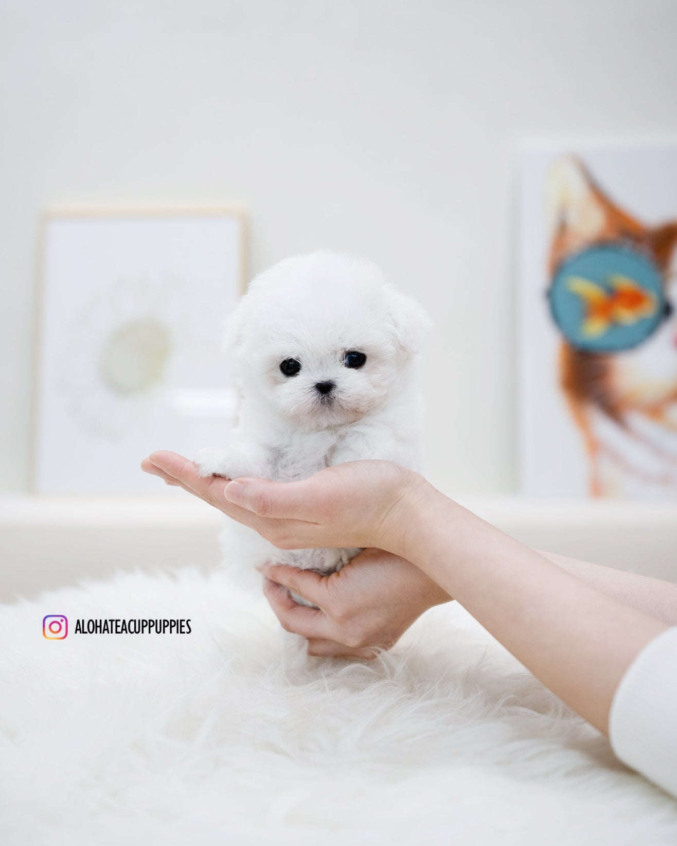 bonbon [TEACUP BICHON]