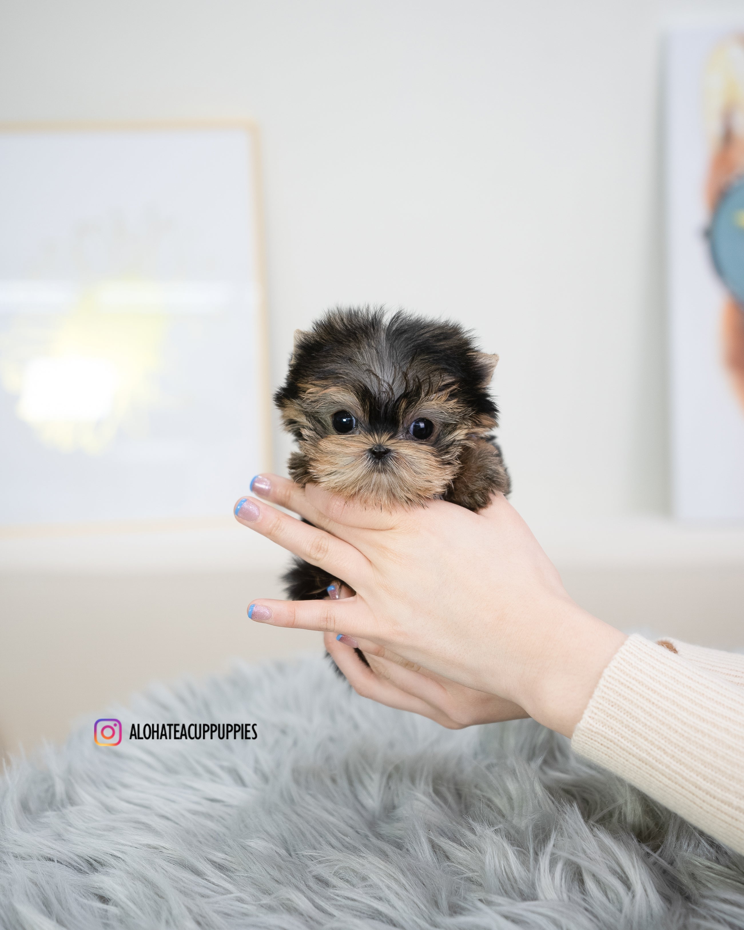 Holly [TEACUP YORKIE]