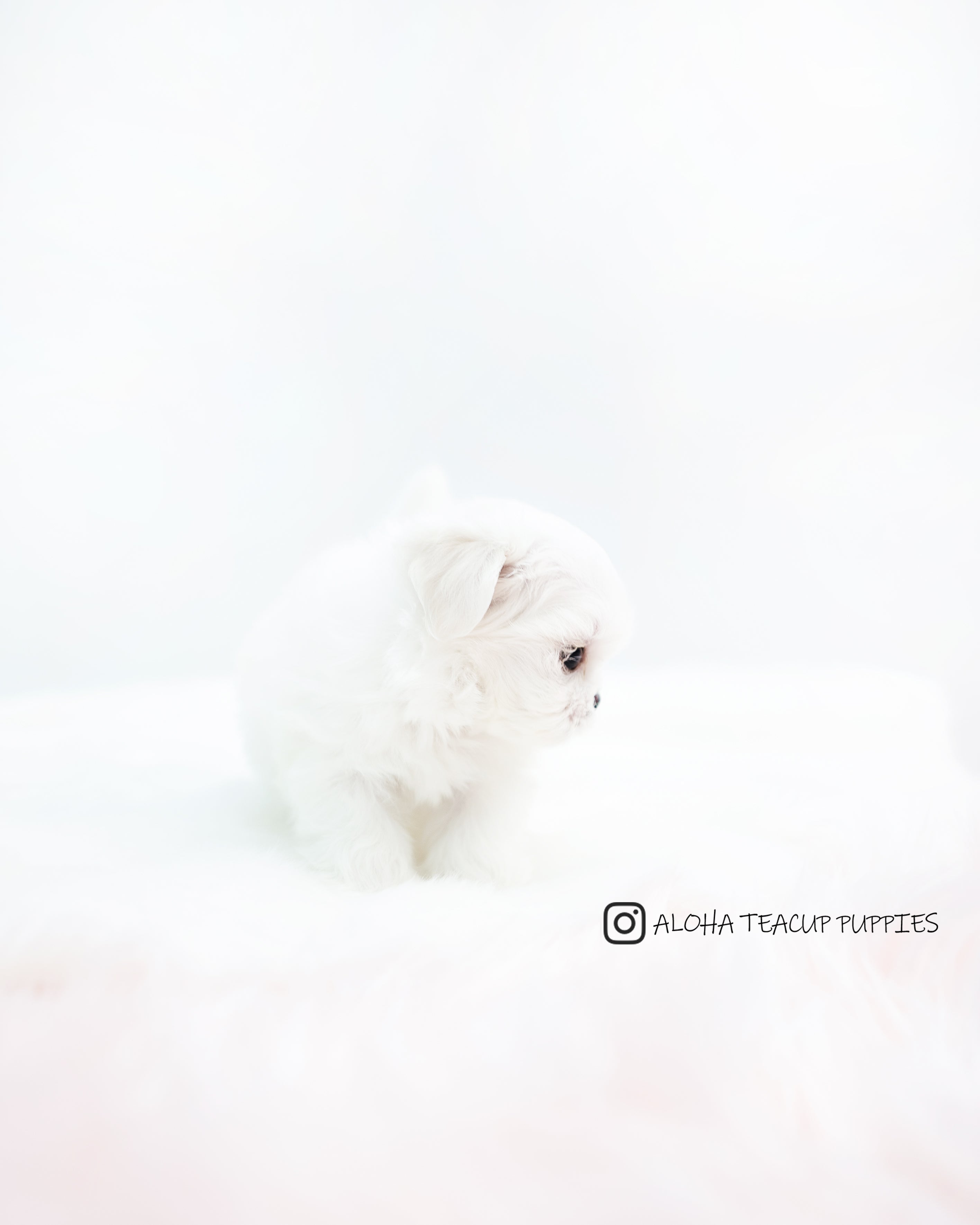 Evie [TEACUP MALTESE]