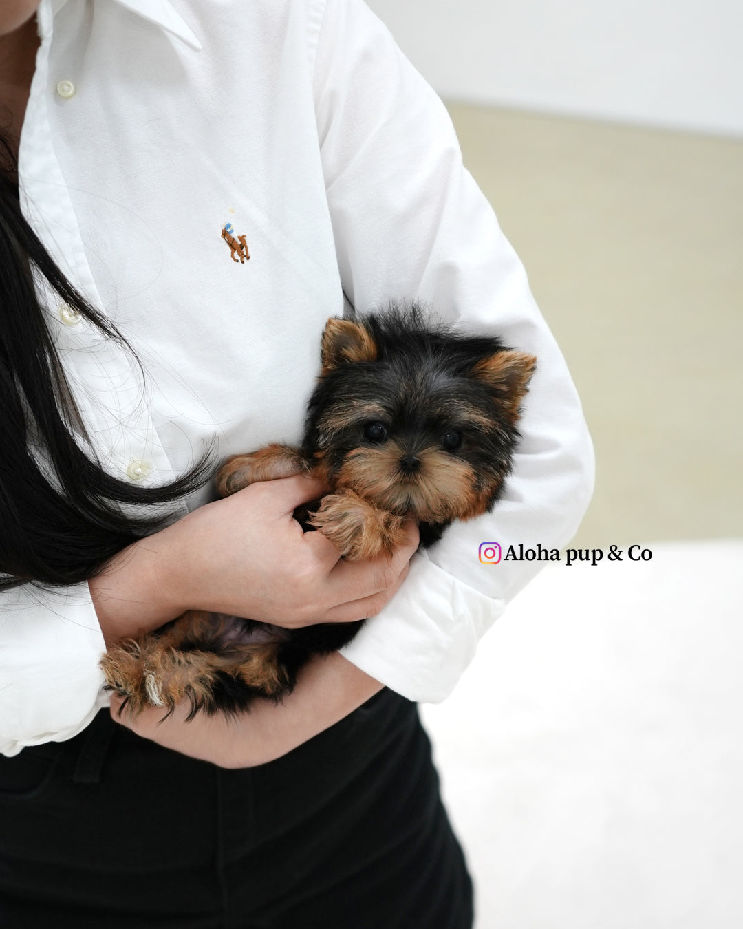 Bebe [Teacup YORKIE]