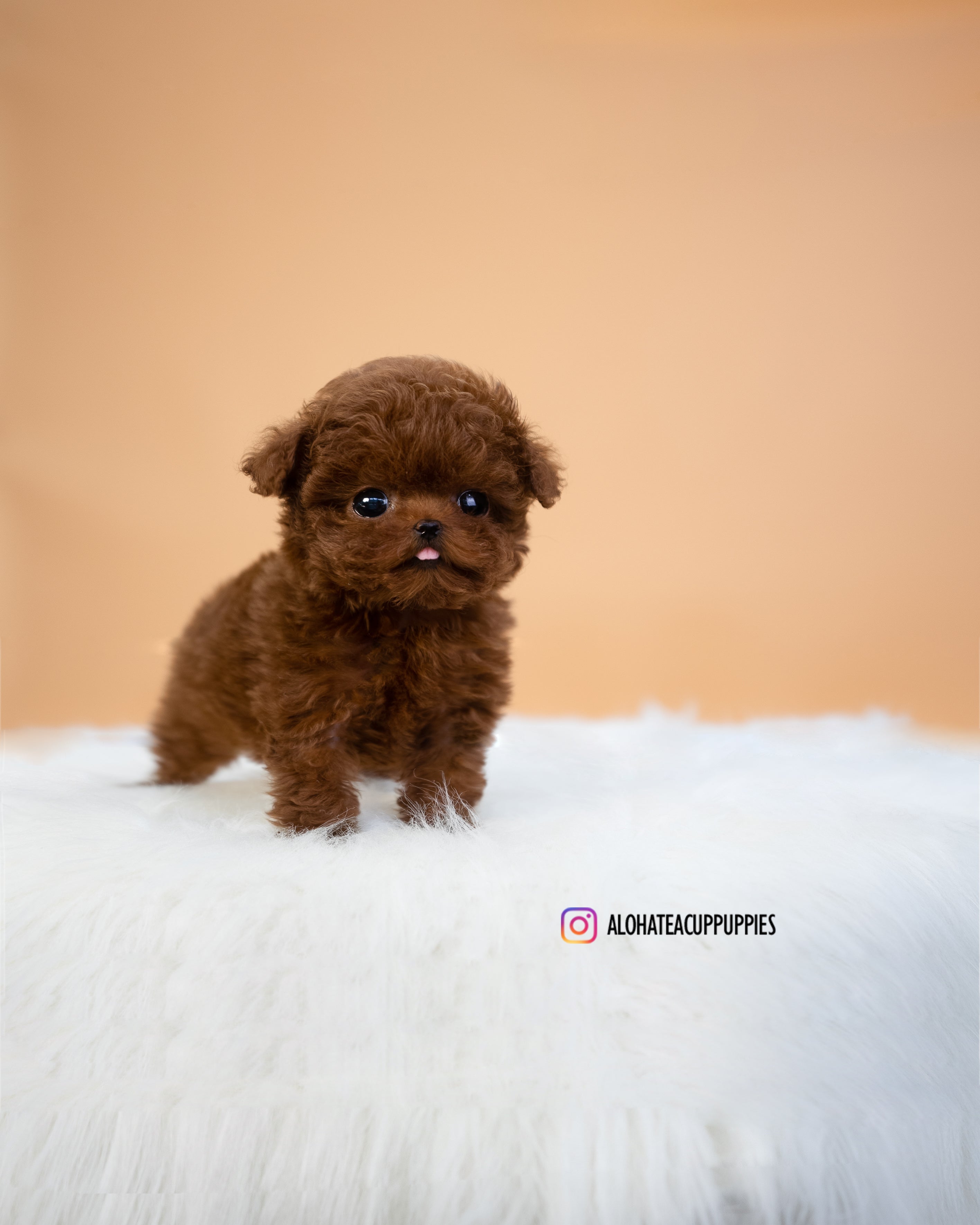 Mini [TEACUP POODLE]