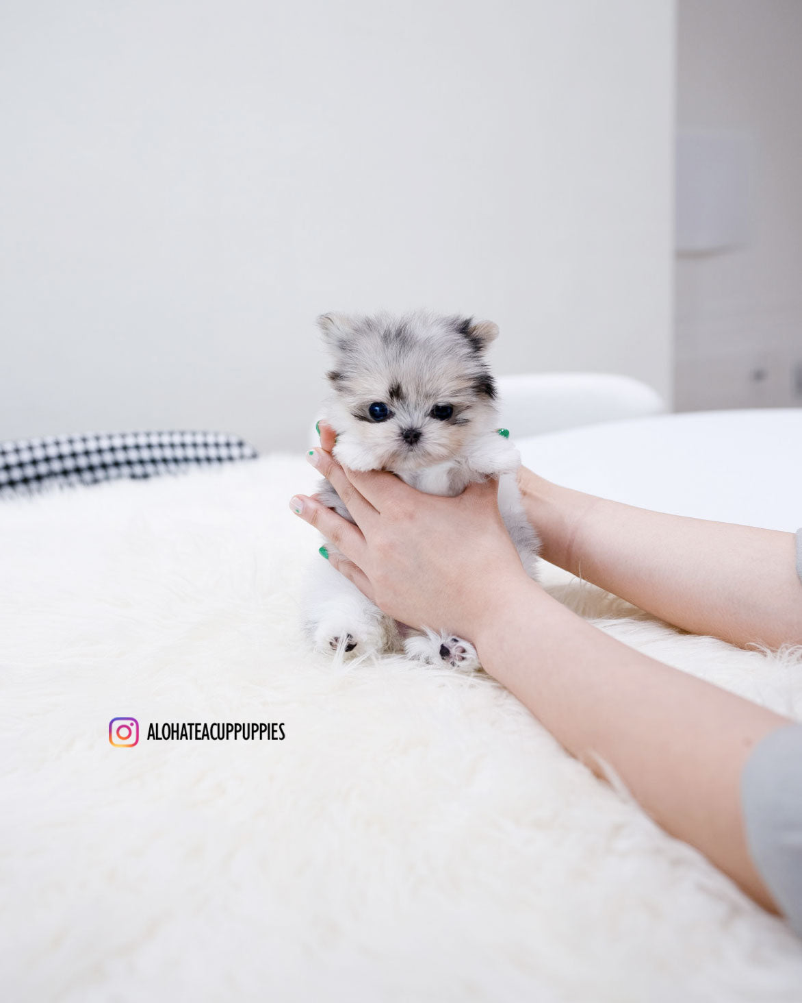 Raya [TEACUP Maltipom]