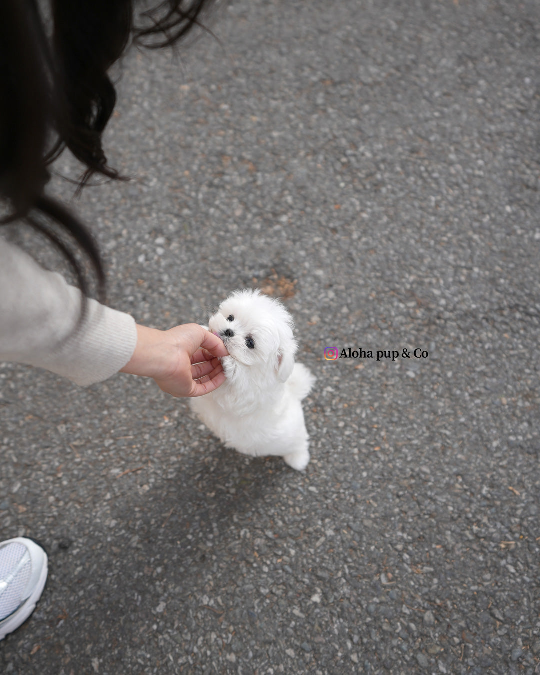 Otis [TEACUP MALTESE]