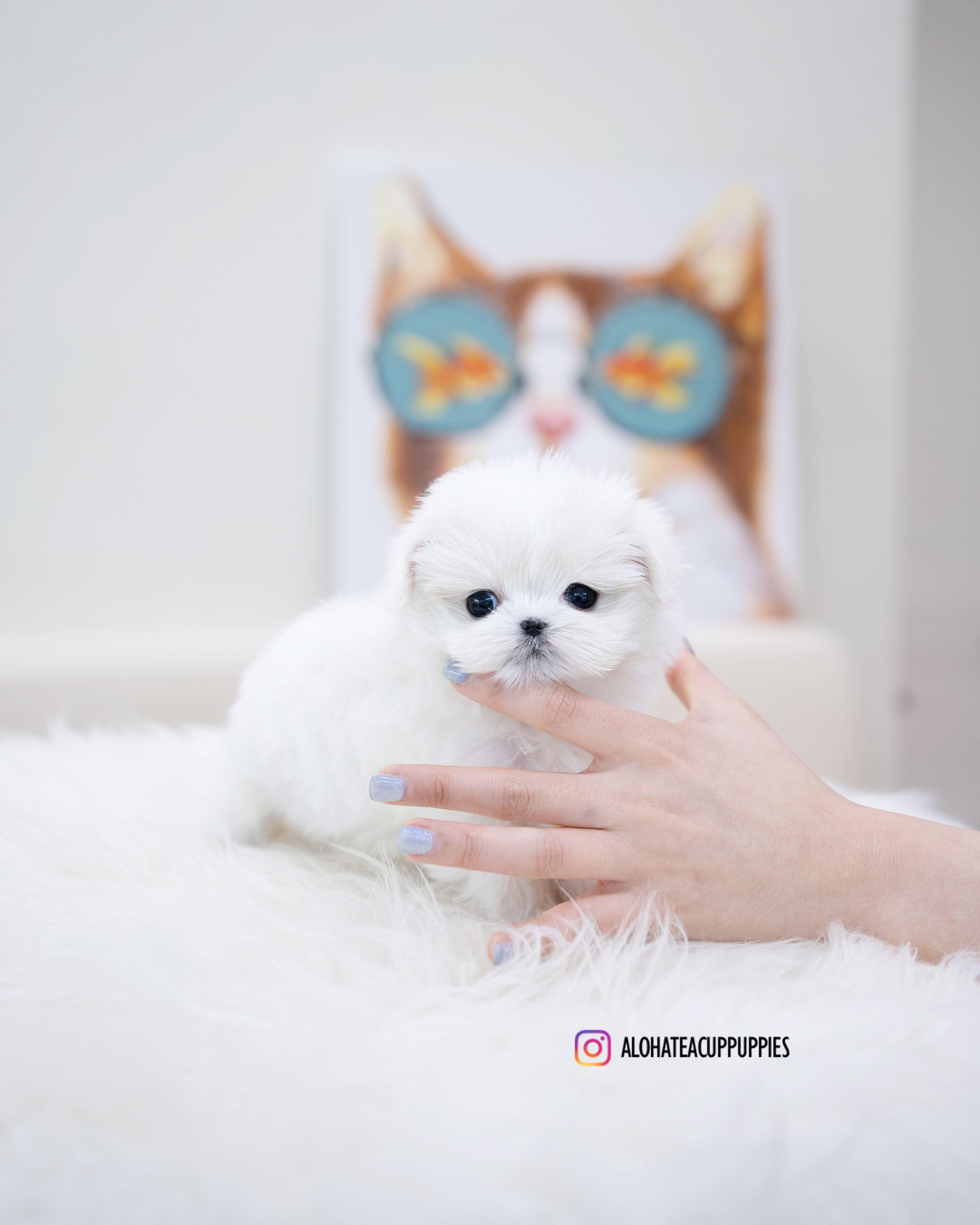 Ari [TEACUP MALTESE]