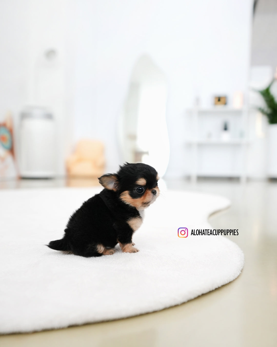 Kiel [TEACUP CHIHUAHUA]