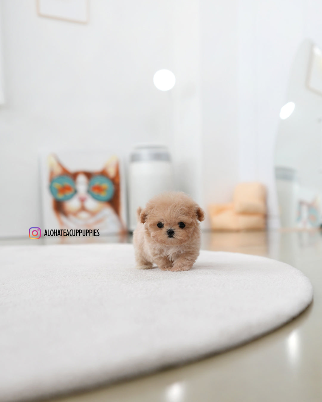 Ciel [TEACUP MALTIPOO]