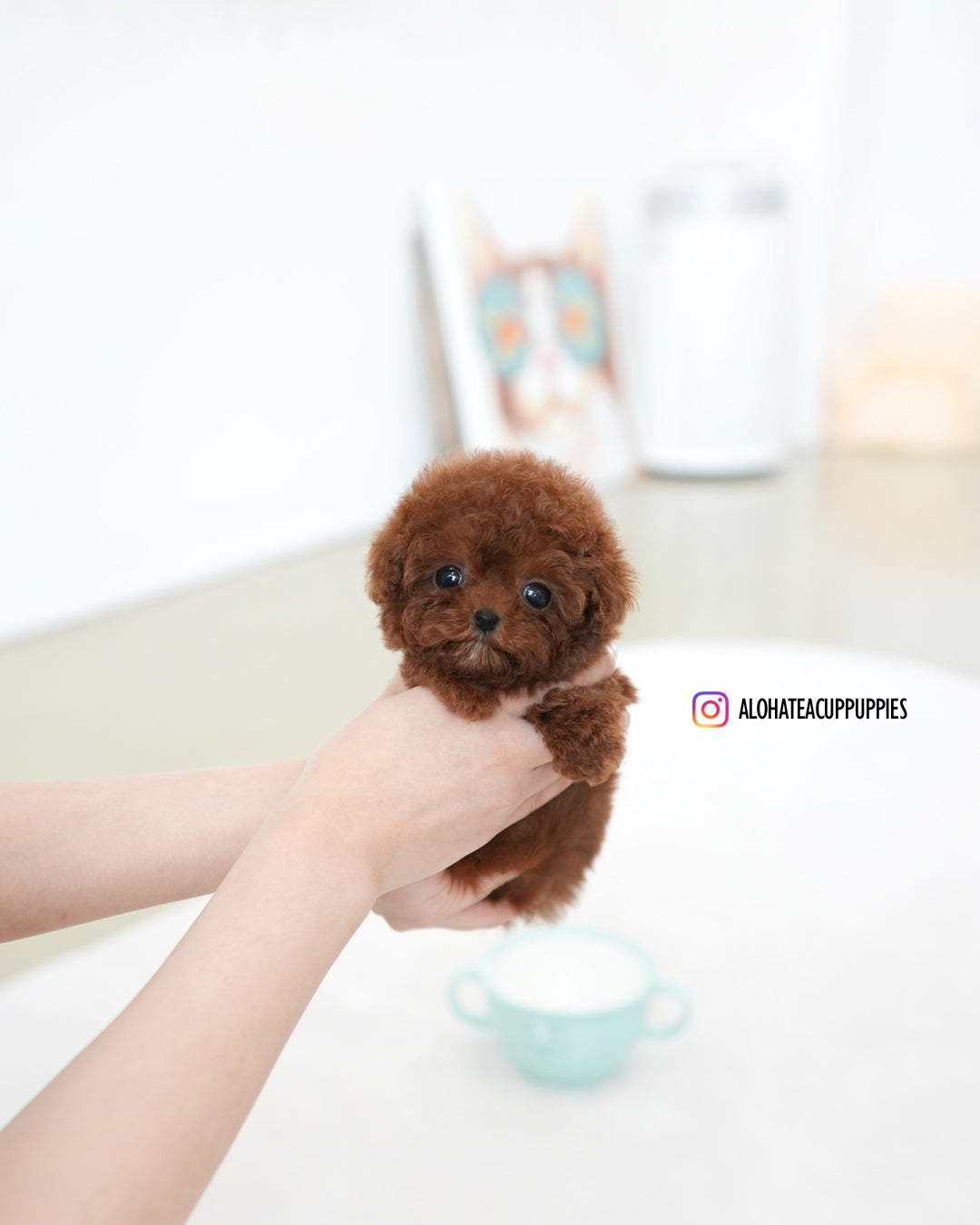 Bree [TEACUP POODLE]