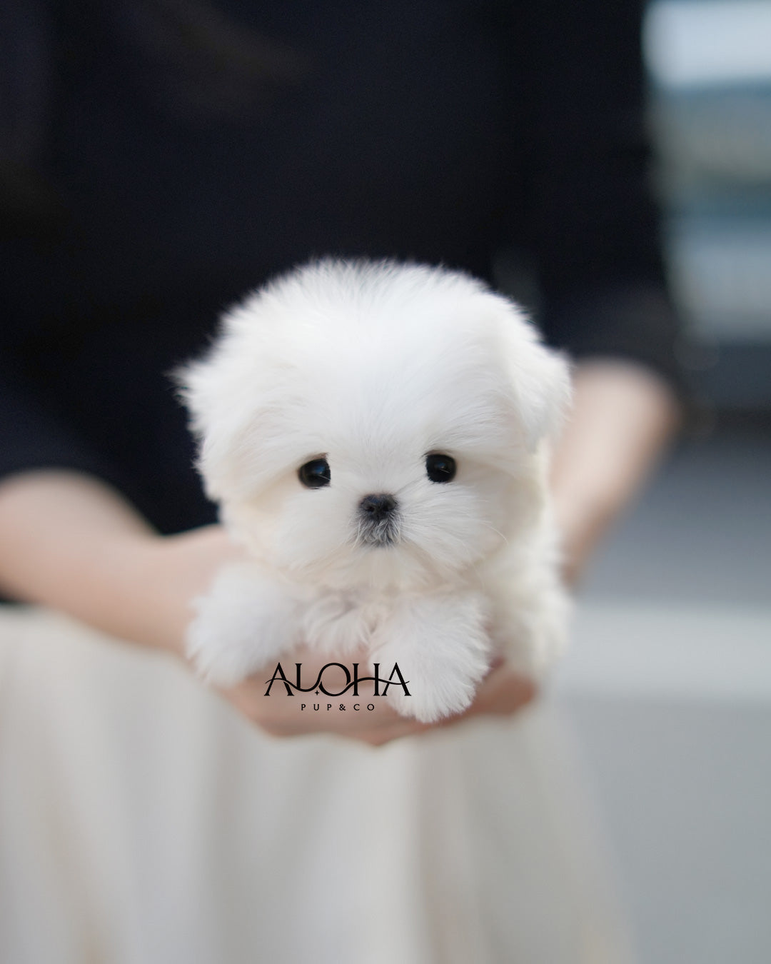 Coby [TEACUP Maltese]