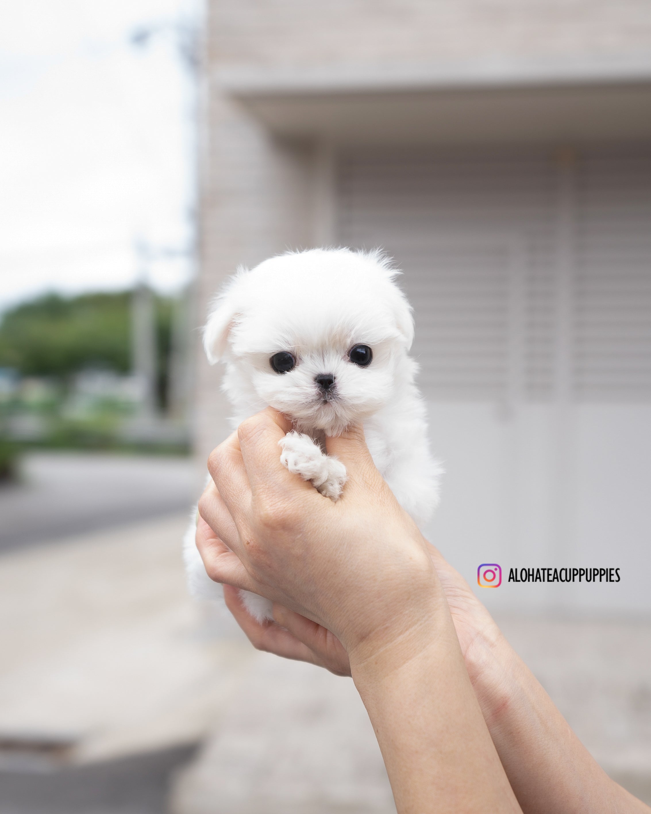 Tayo [TEACUP MALTESE]