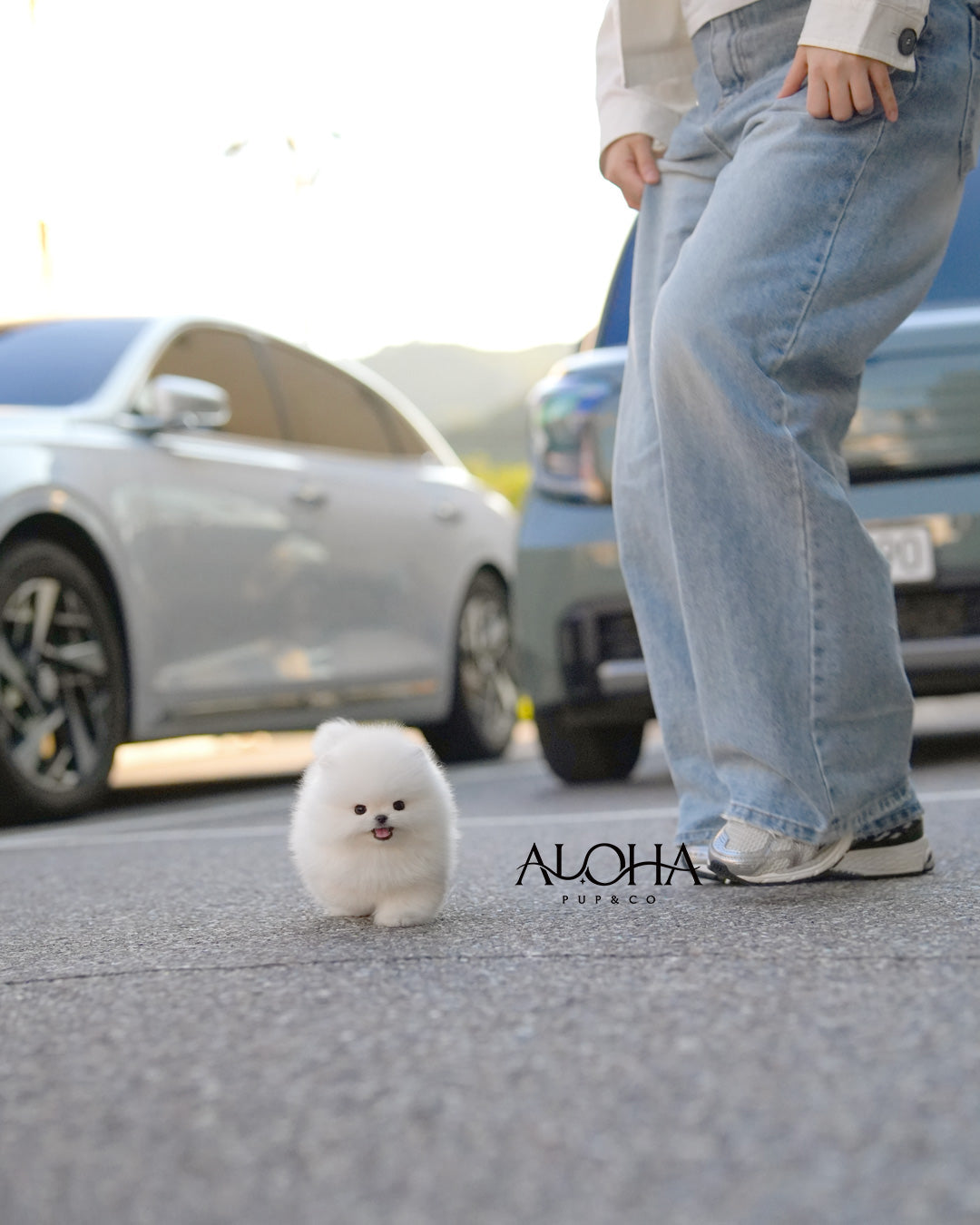Aria [TEACUP POMERANIAN]