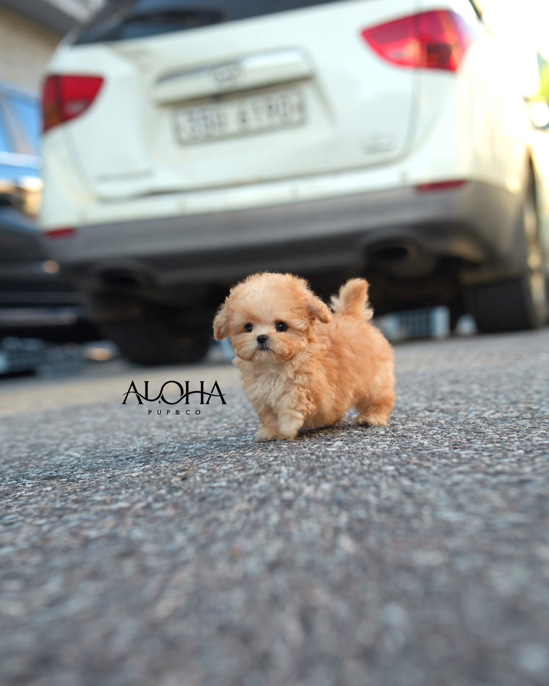 Lottie [TEACUP MALTIPOO]