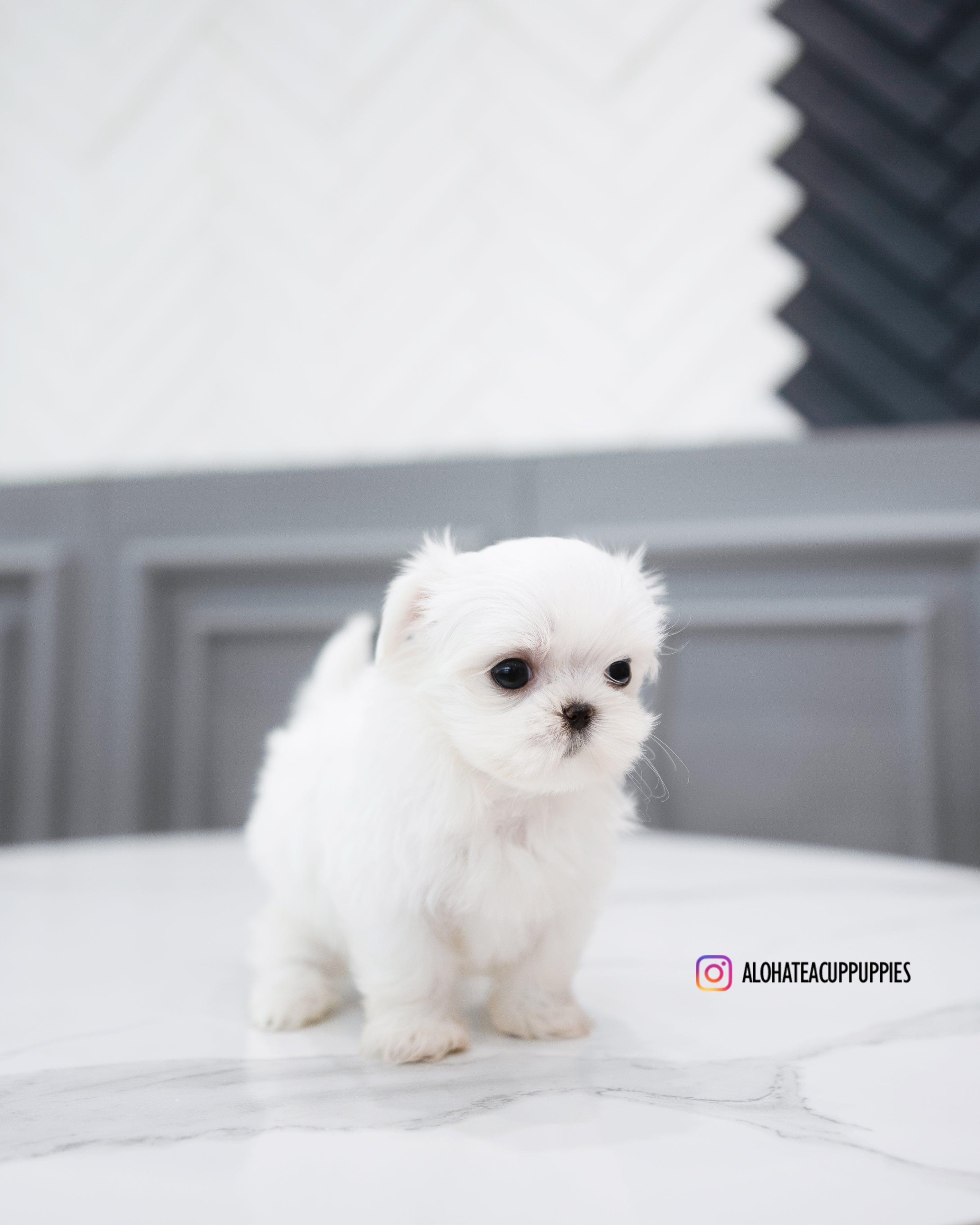 cotton [TEACUP MALTESE]
