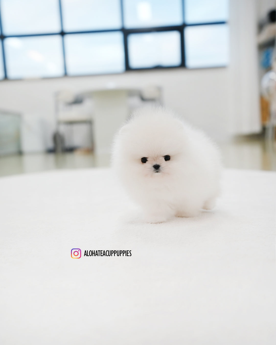 Rocco [POMERANIA TAZA DE TÉ]