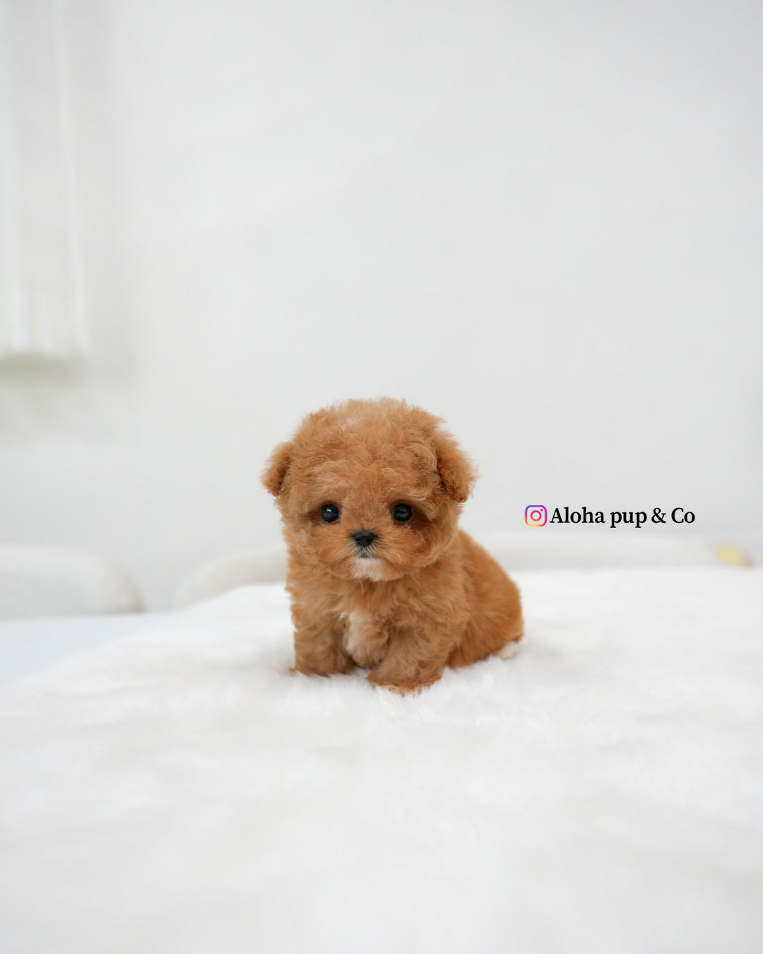 Bao [TEACUP MALTIPOO]