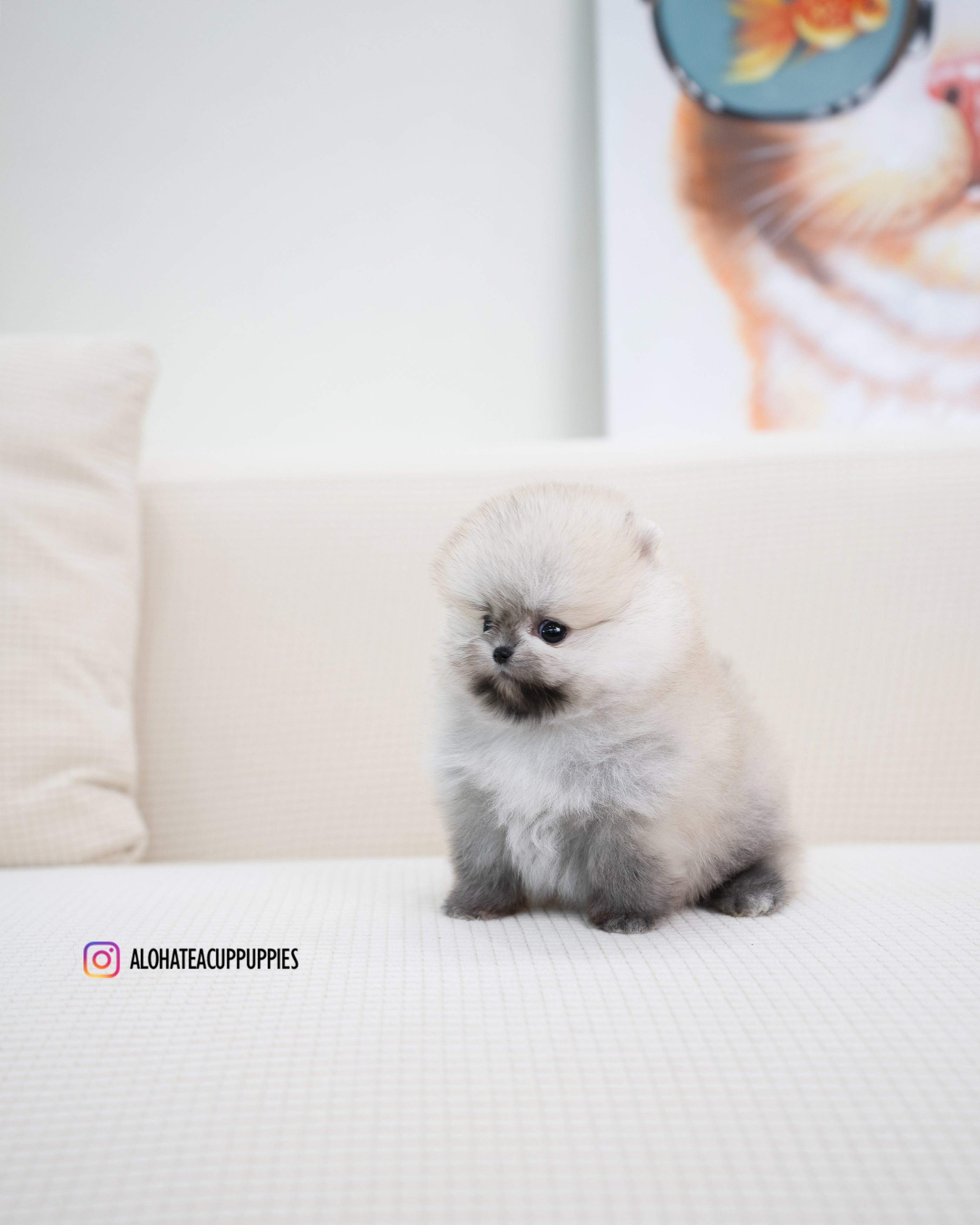 Tommy [POMERANIA TAZA DE TÉ]