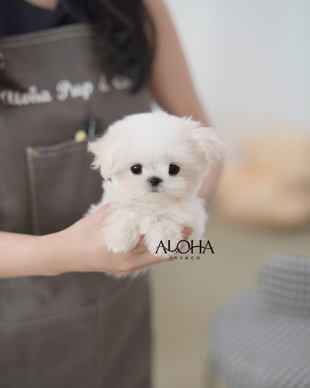Rudy [TEACUP Maltese]
