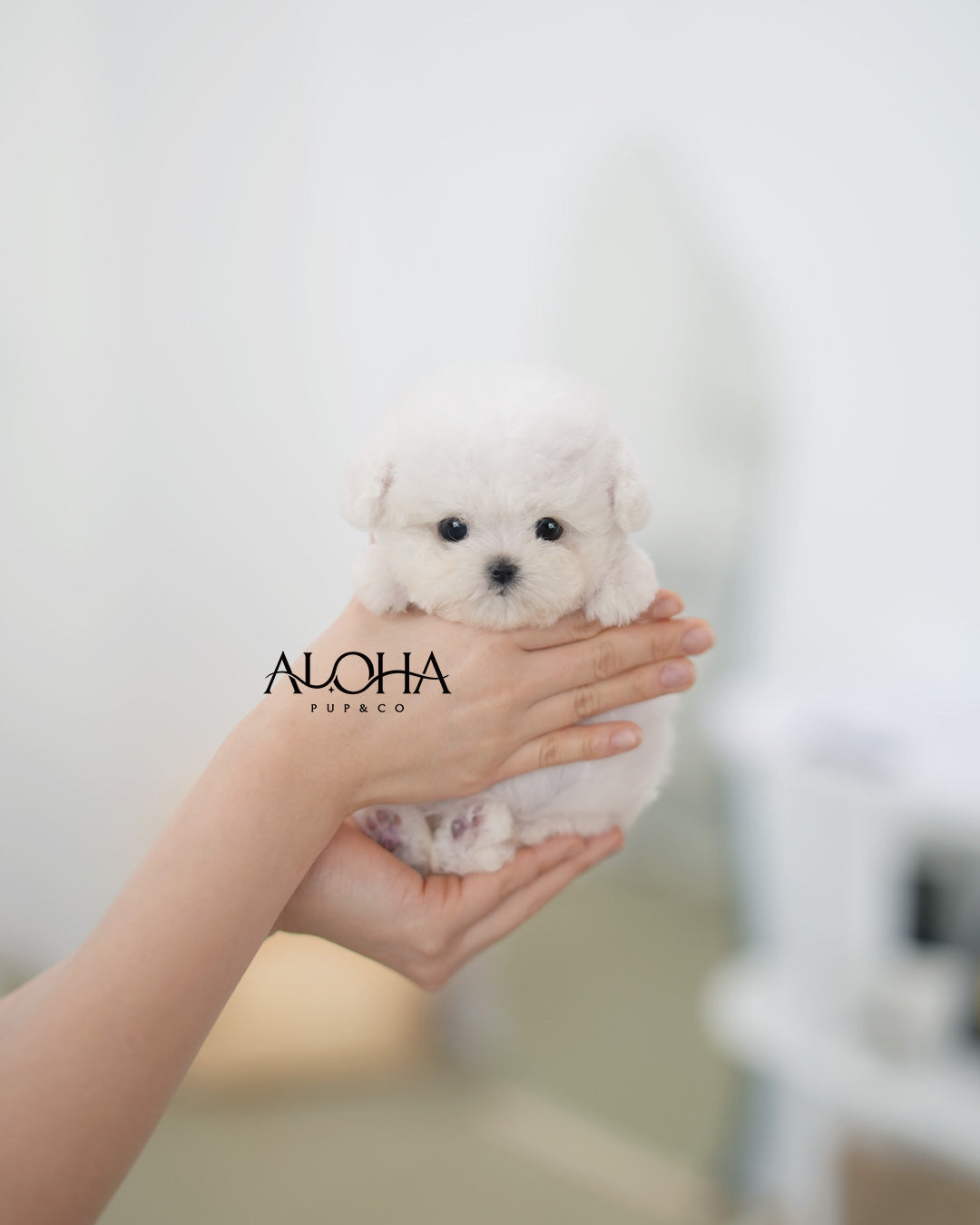 Lola [TEACUP BICHON Frise]