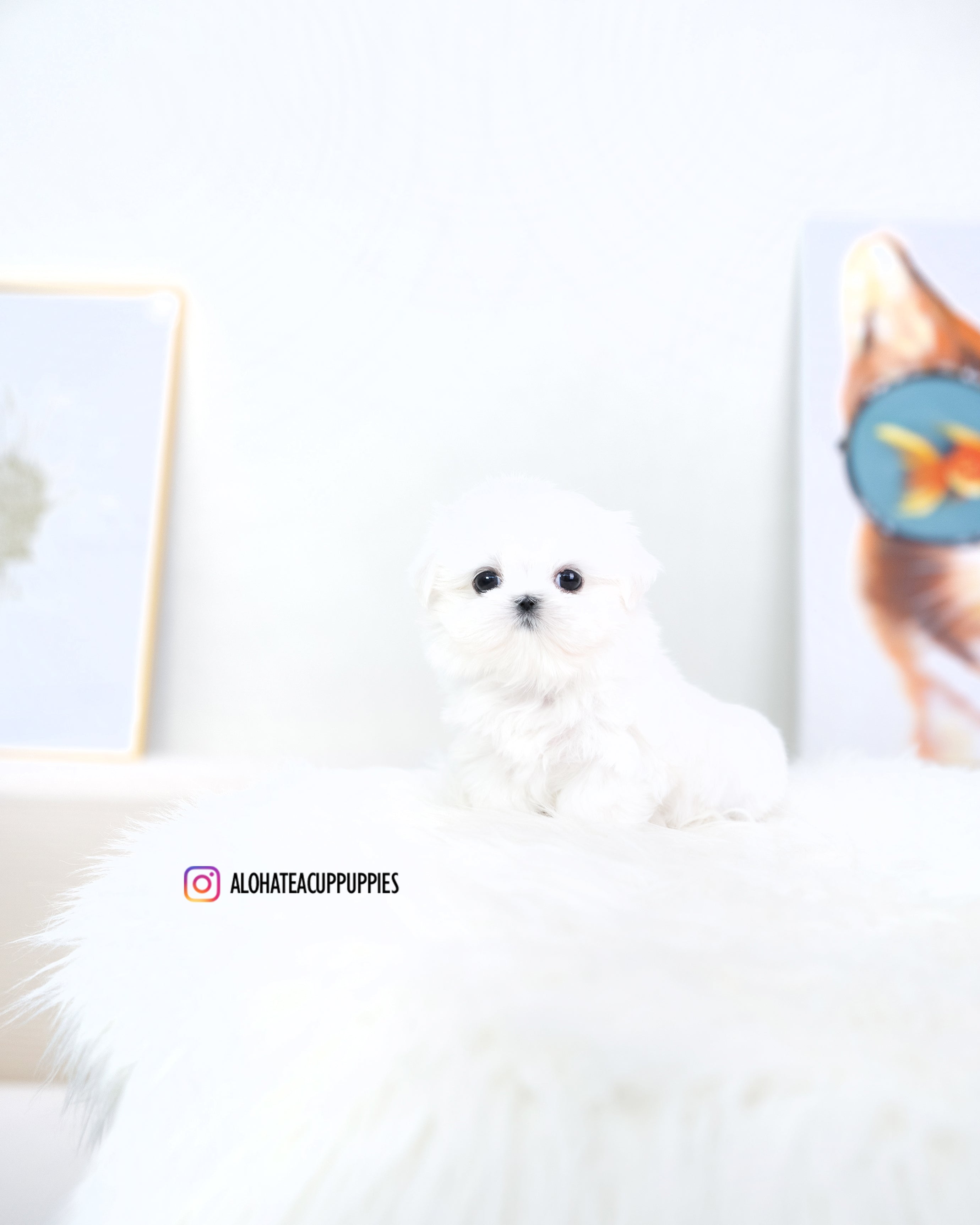 Reese [TEACUP MALTESE]