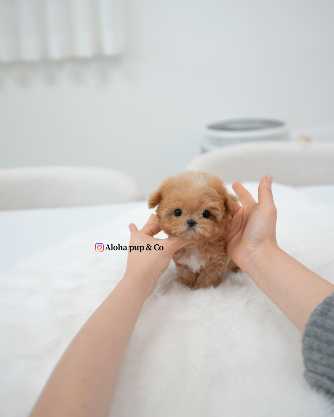 Kael [MALTIPOO TAZA DE TÉ]