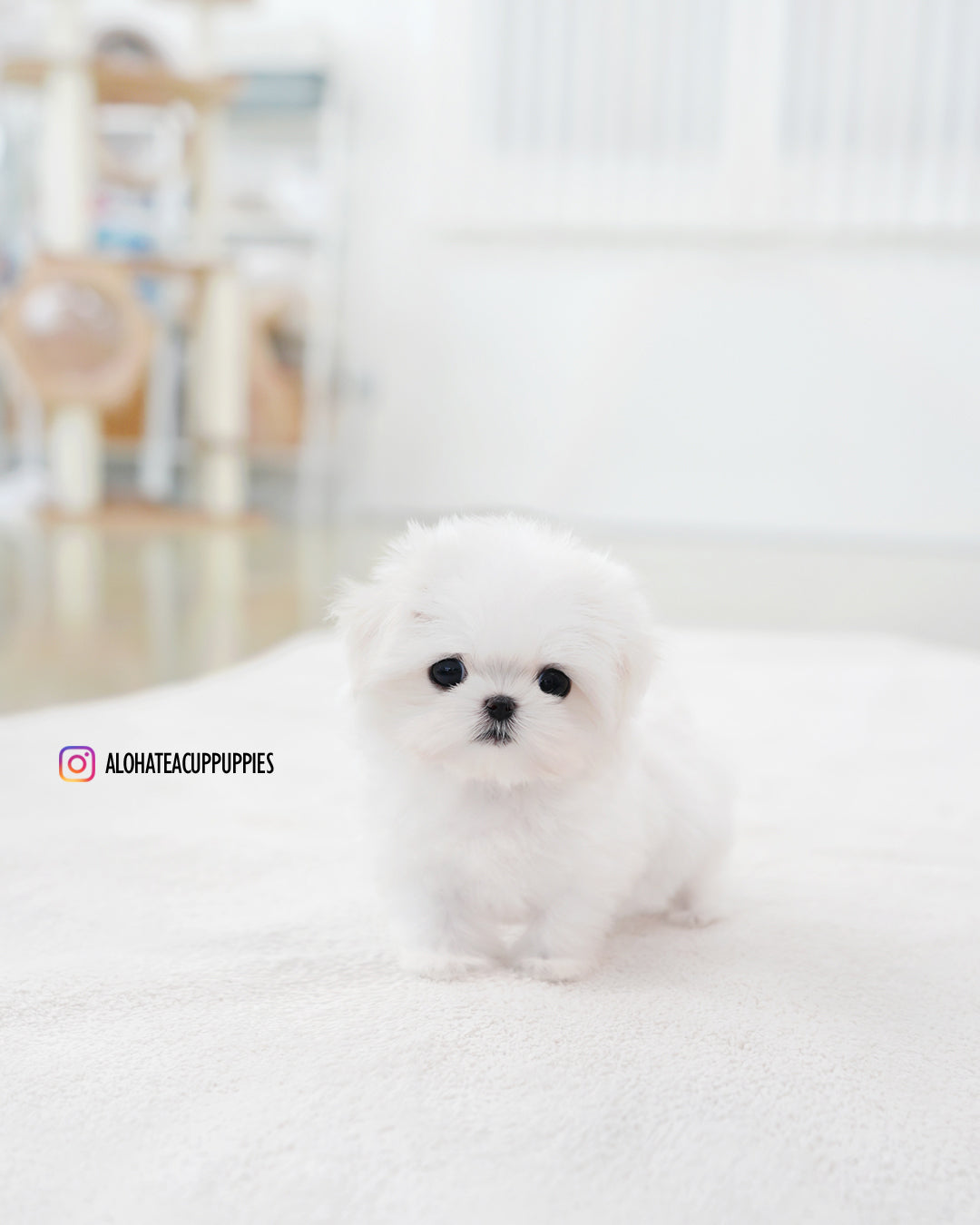 Sunny [TEACUP MALTESE]