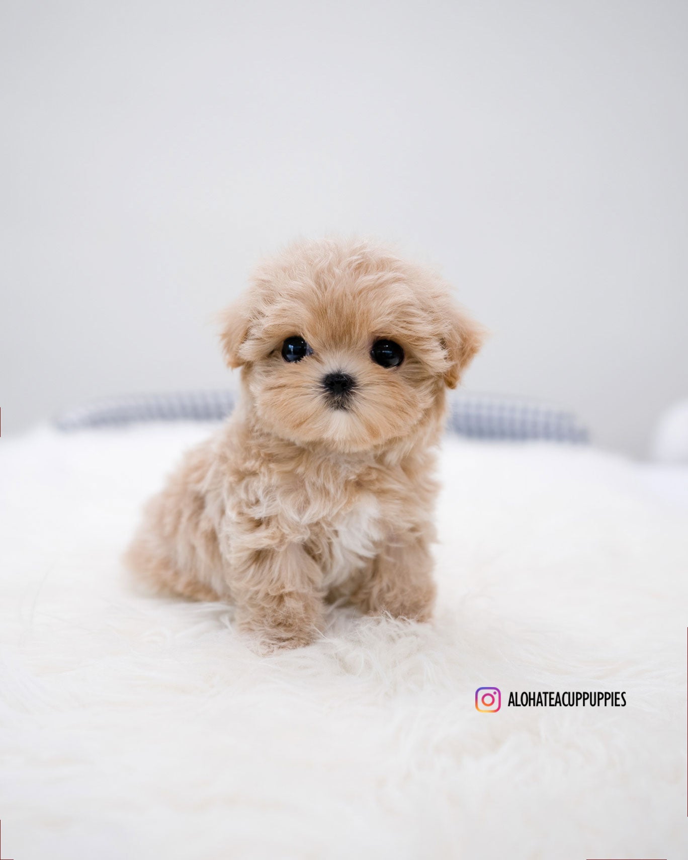 Della [TEACUP MALTIPOO]