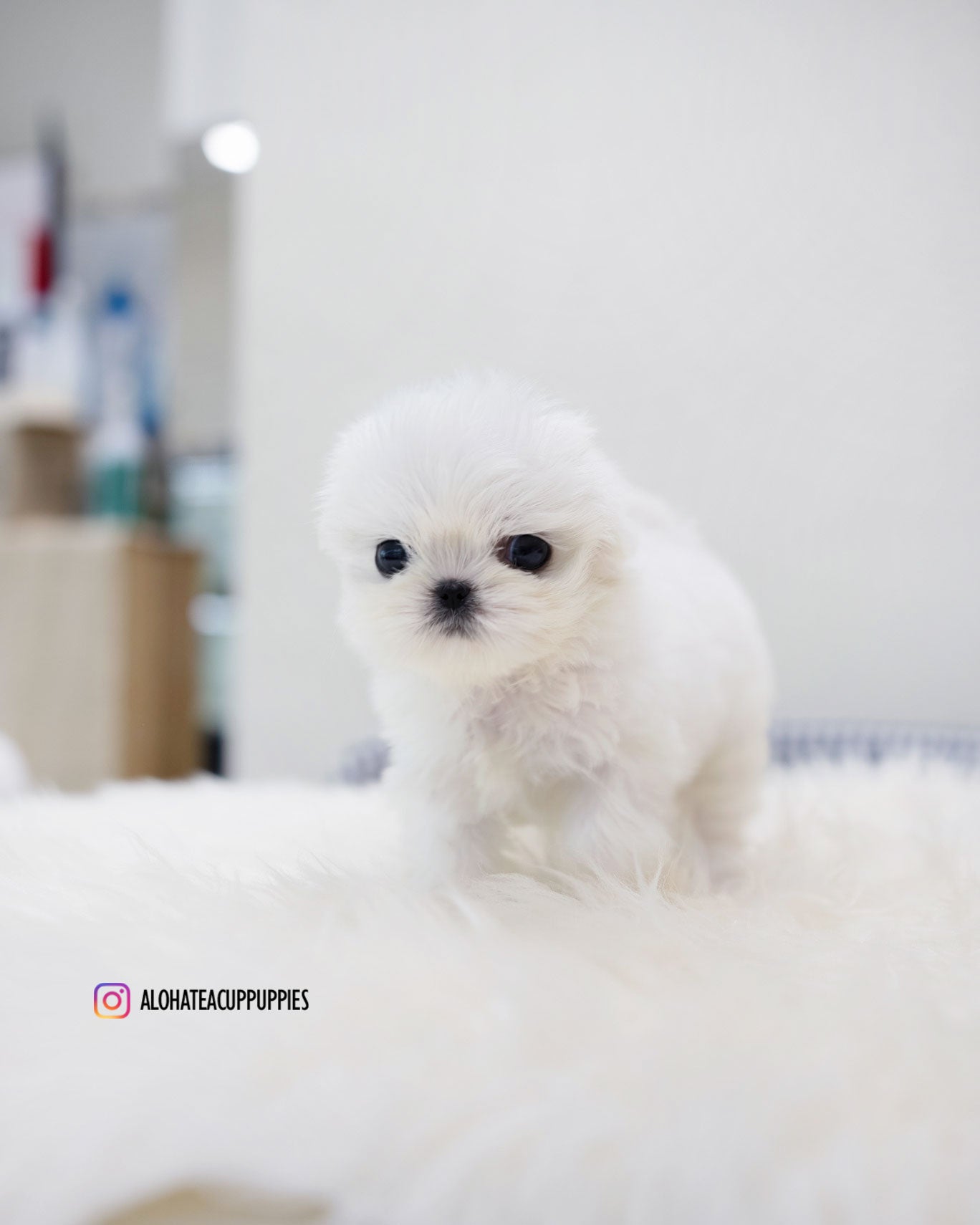 Ria [TEACUP MALTESE]